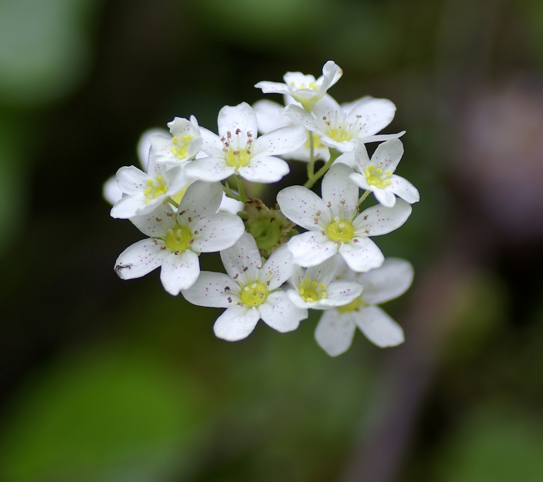 Traubensteinbrech