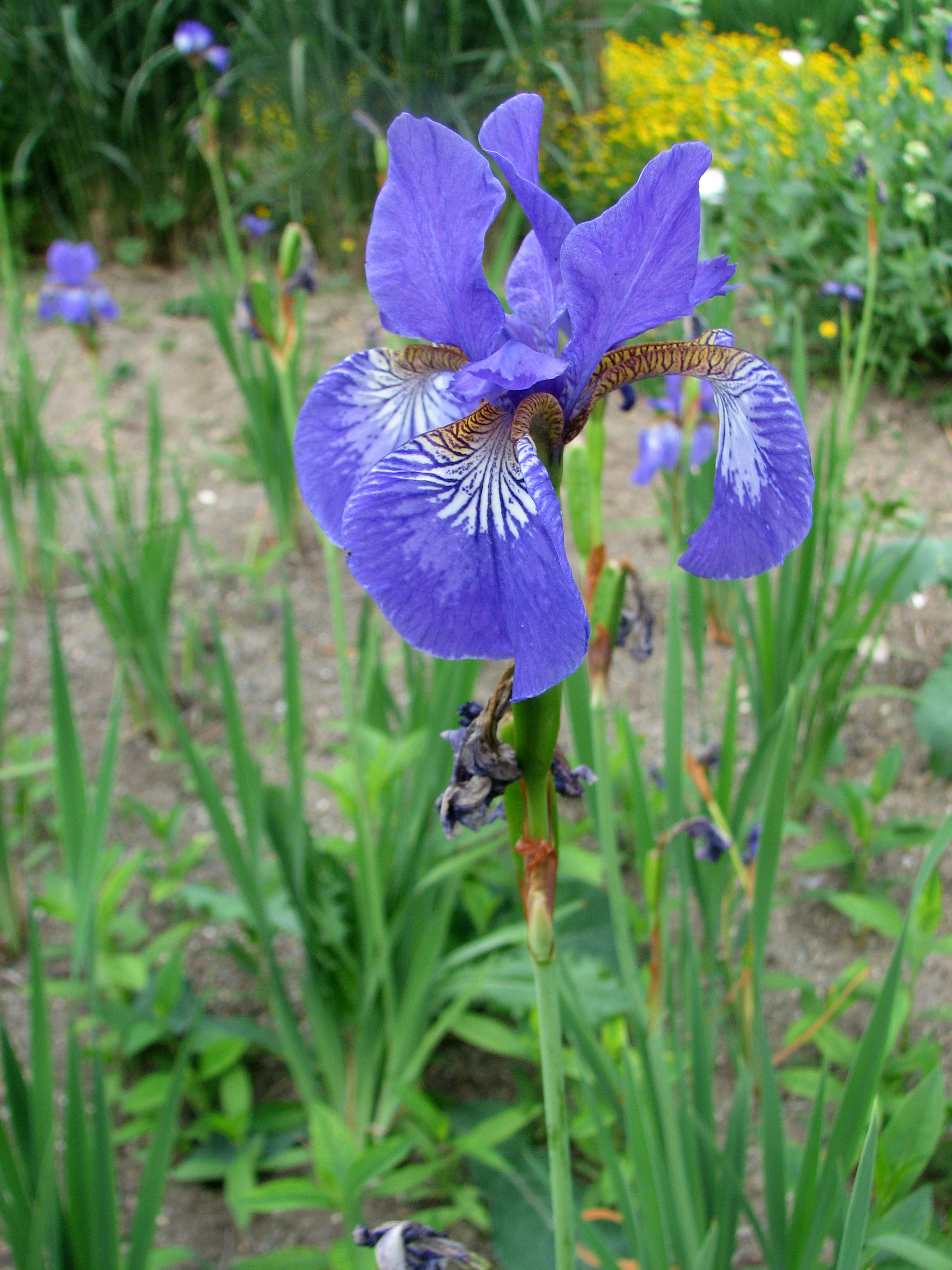 Sibirische Schwertlilie