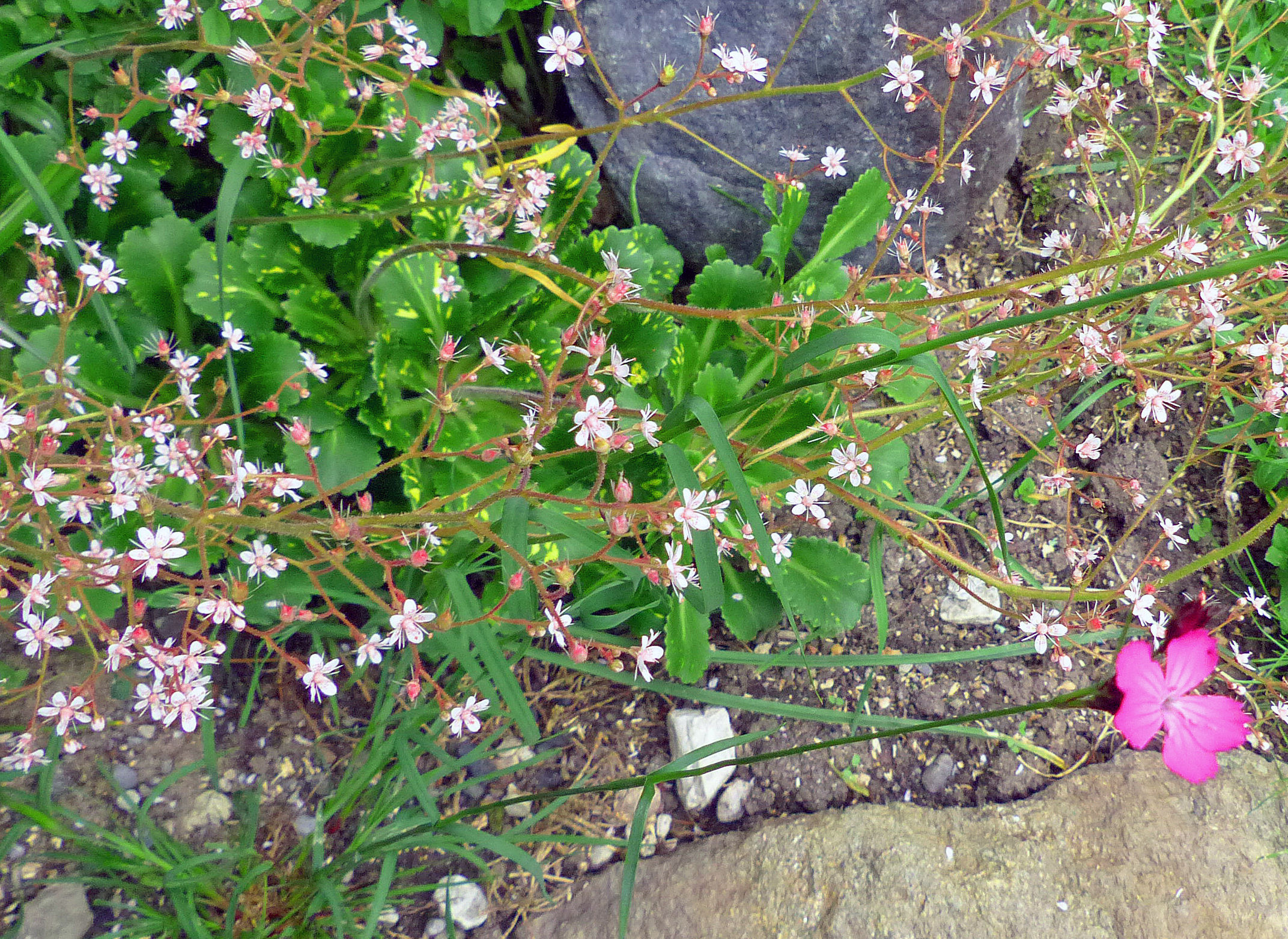 Porzellanblümchen