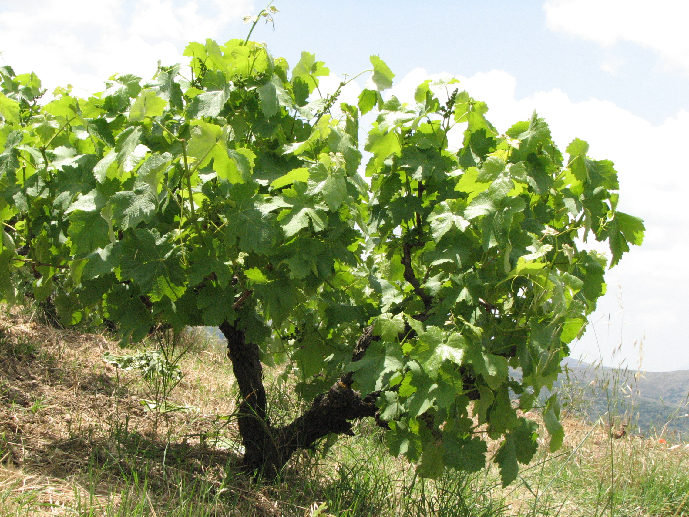 Weinrebe