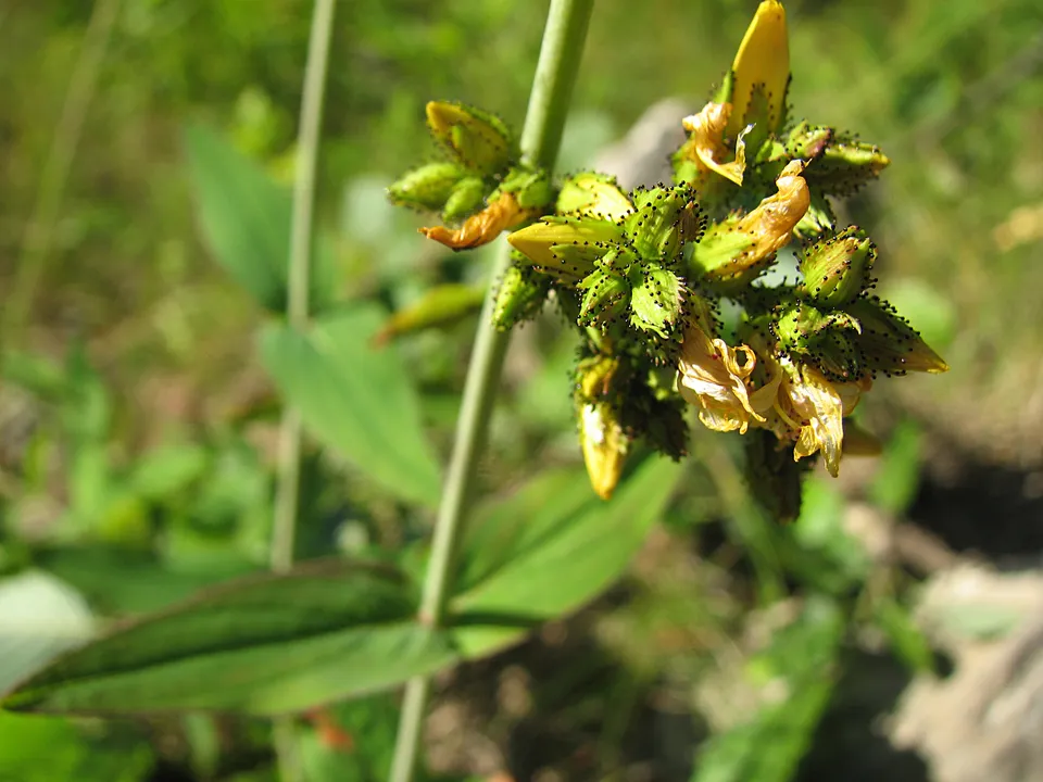 Bergjohanniskraut
