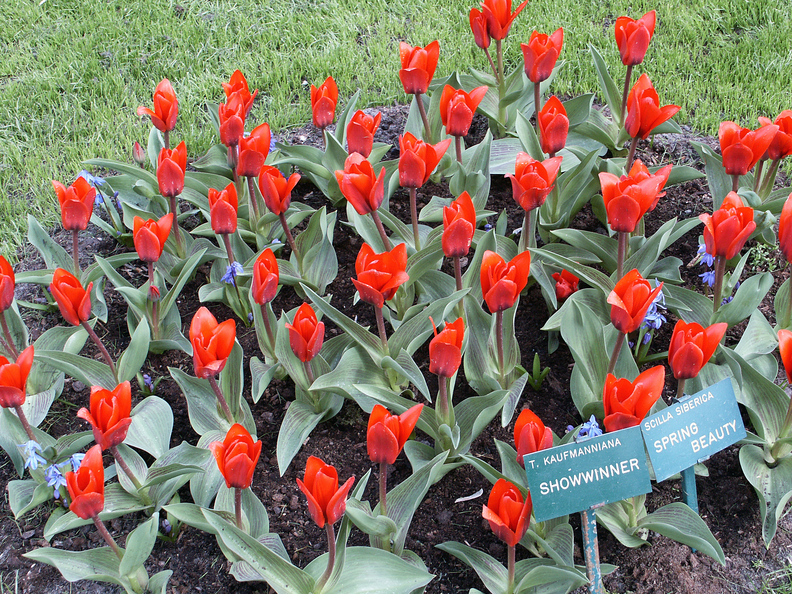 <p><span><span><span><span>Ohne Not lassen die Holländer ihre Tulpen lieber blühen, wie hier im </span></span></span></span><span><span><span><span>im </span></span></span></span><span><span><span><a href="https://www.wildfind.com/pflanzen/gartentulpe"><span><span><span><span><span><span>Keukenhof</span></span></span></span></span></span></a></span></span></span><span><span><span><span>, als sie zu verspeisen.</span></span></span></span></p>