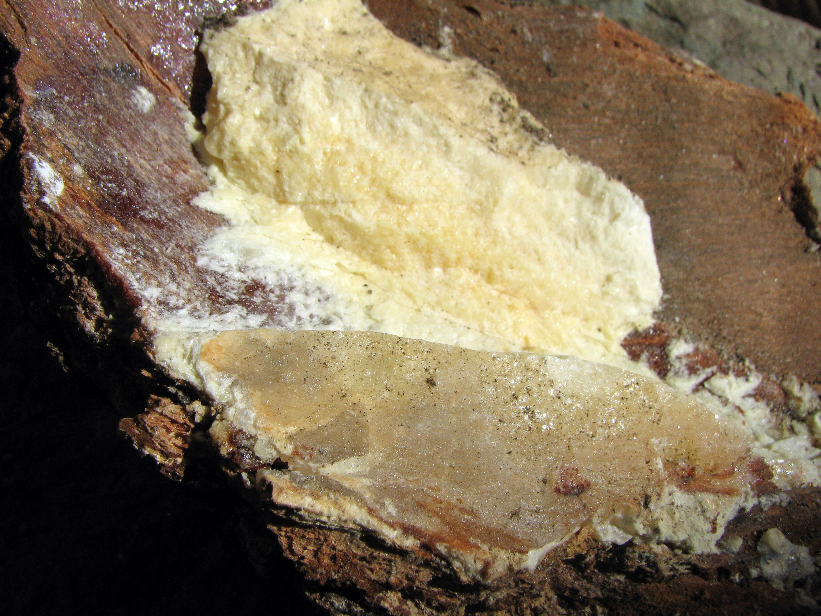 Europäische Lärche