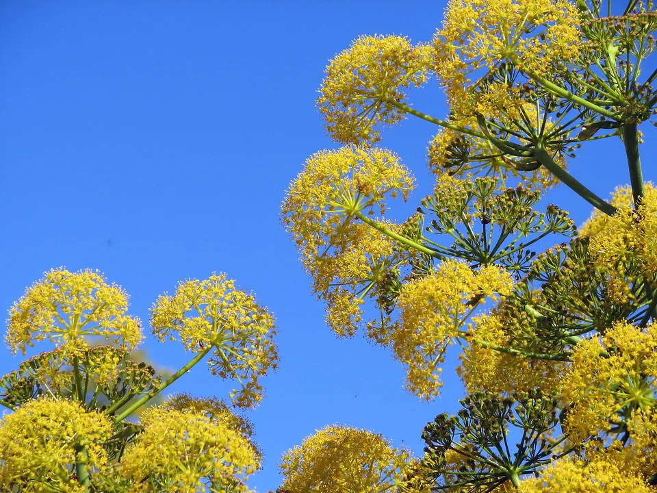 Riesenfenchel