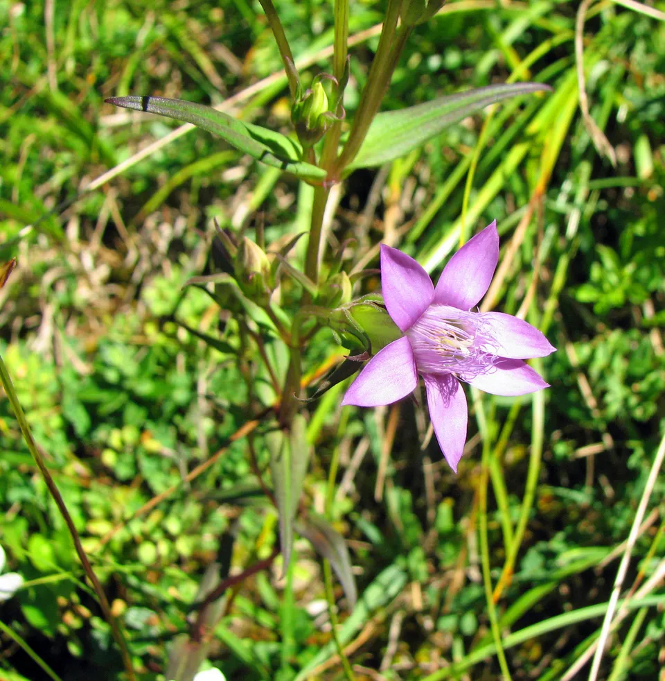 Deutscher Fransenenzian