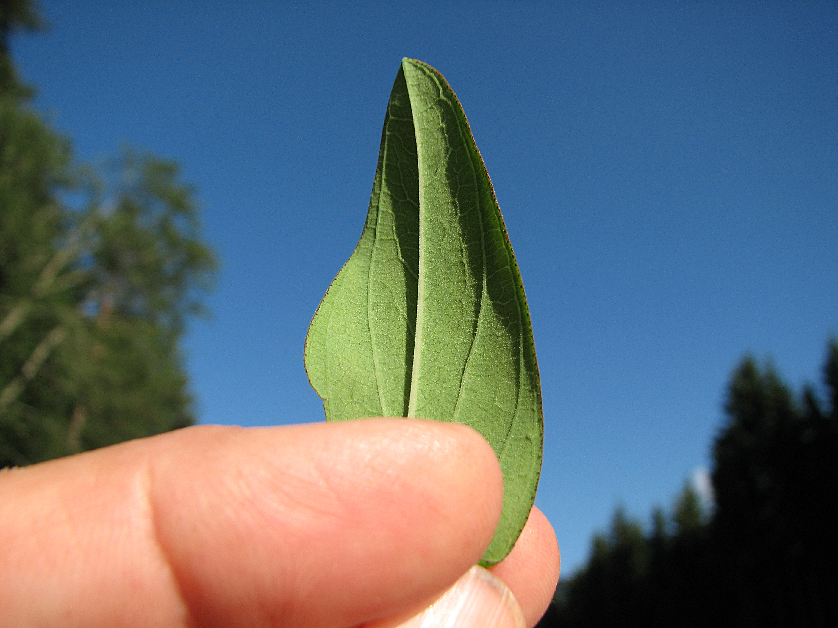 Bergjohanniskraut
