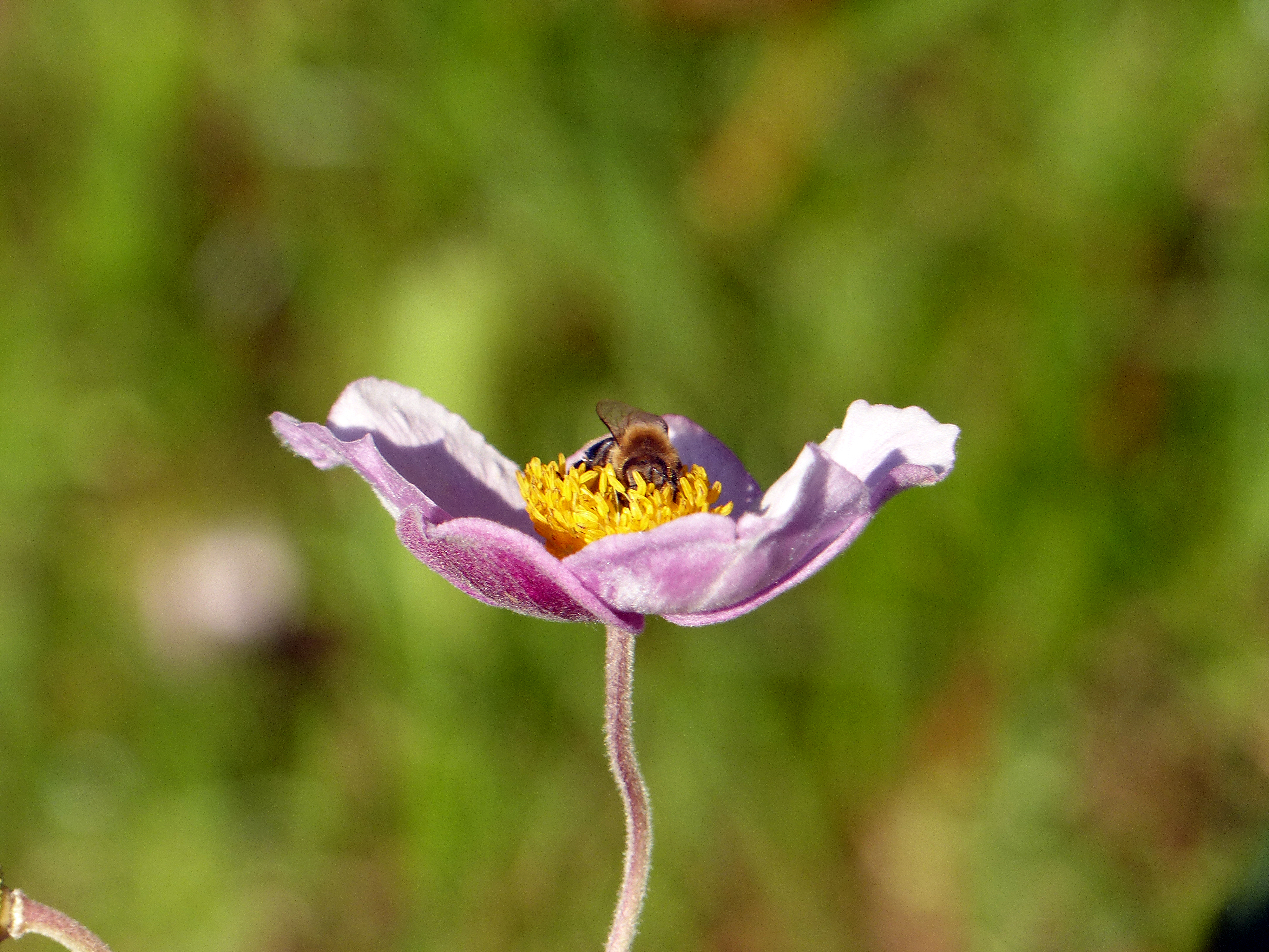 Herbstanemone