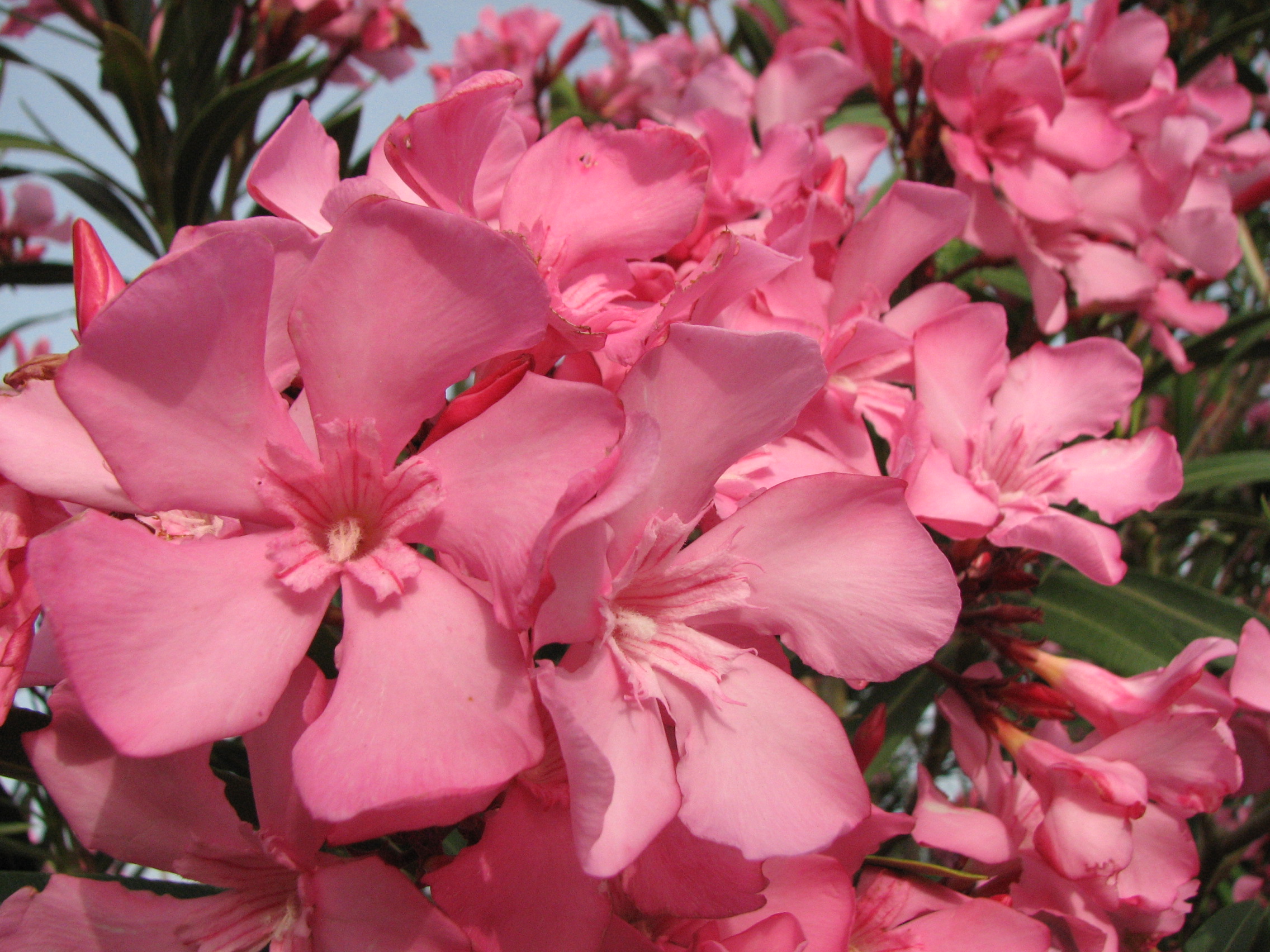 Oleander