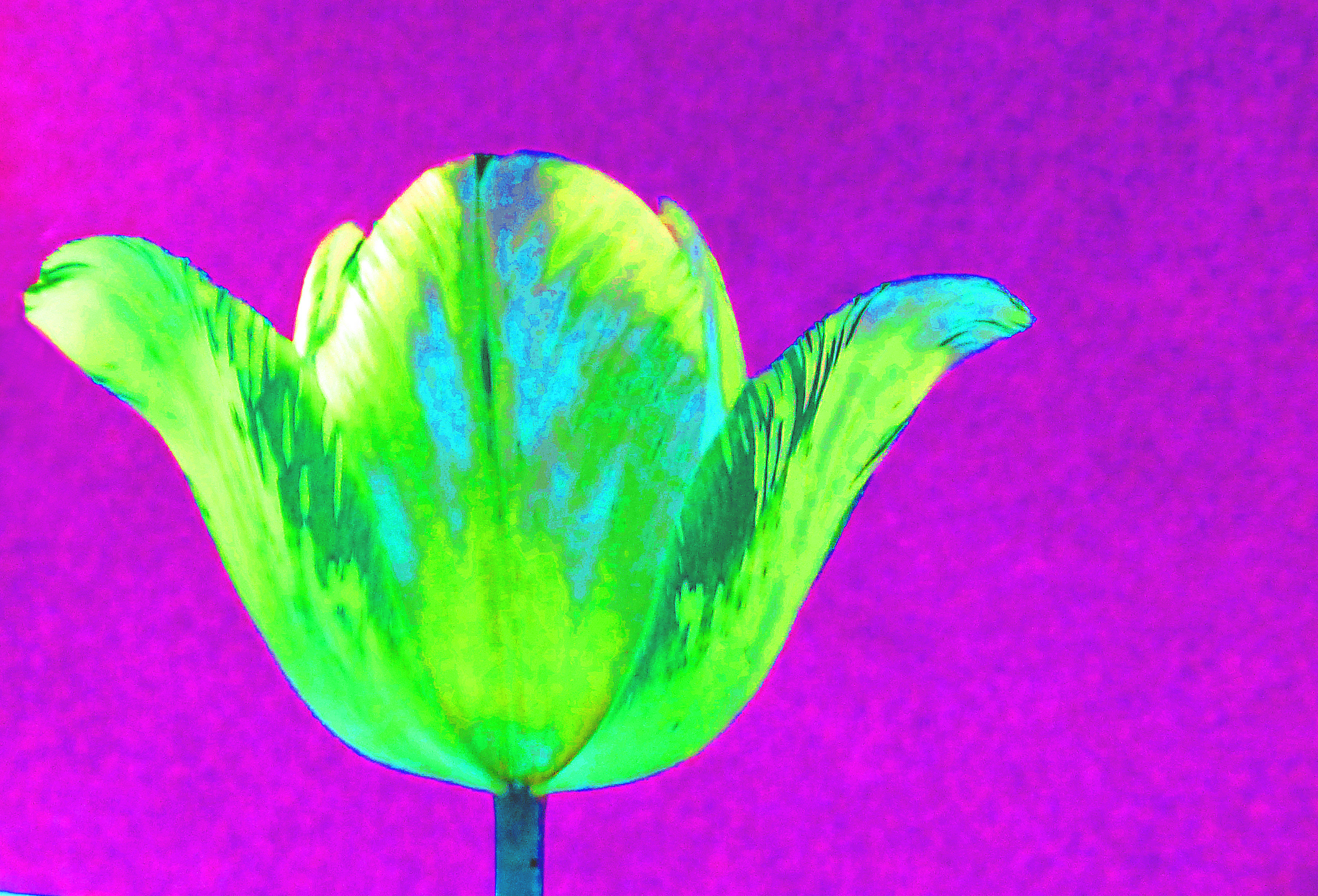 Gartentulpe