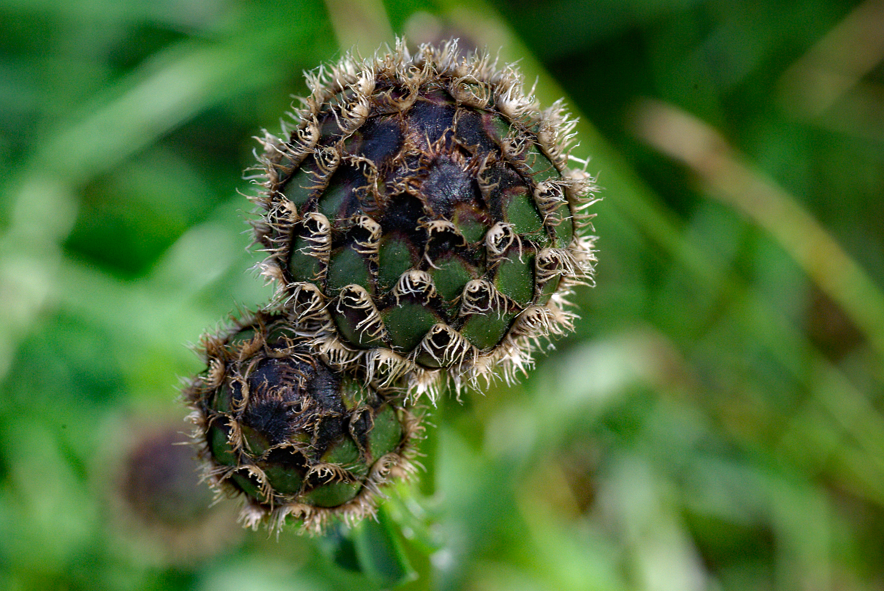 Wiesen-Flockenblume