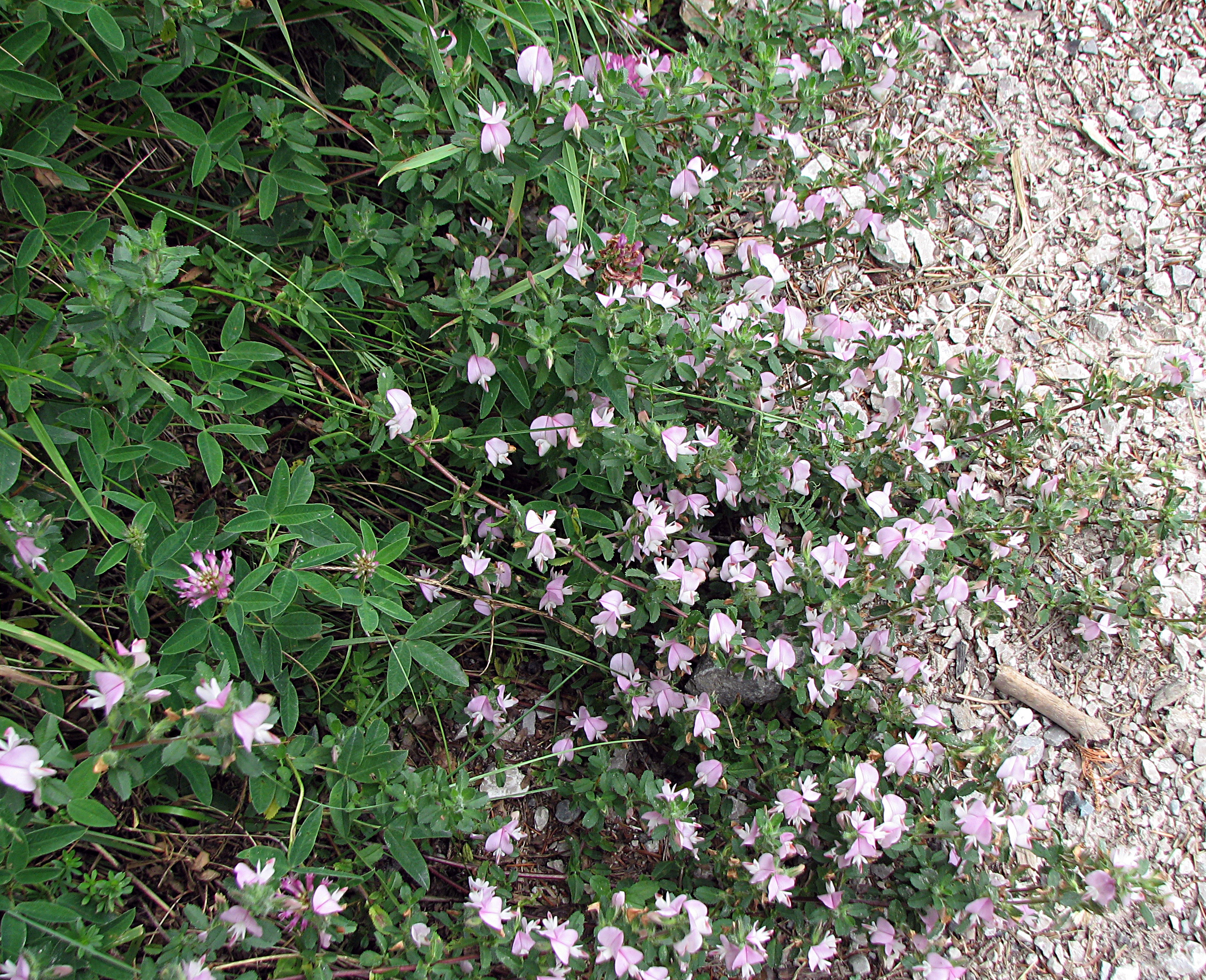 Hauhechel