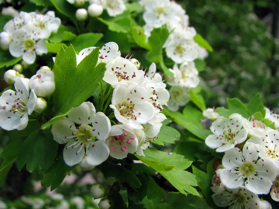 Eingriffeliger Weißdorn