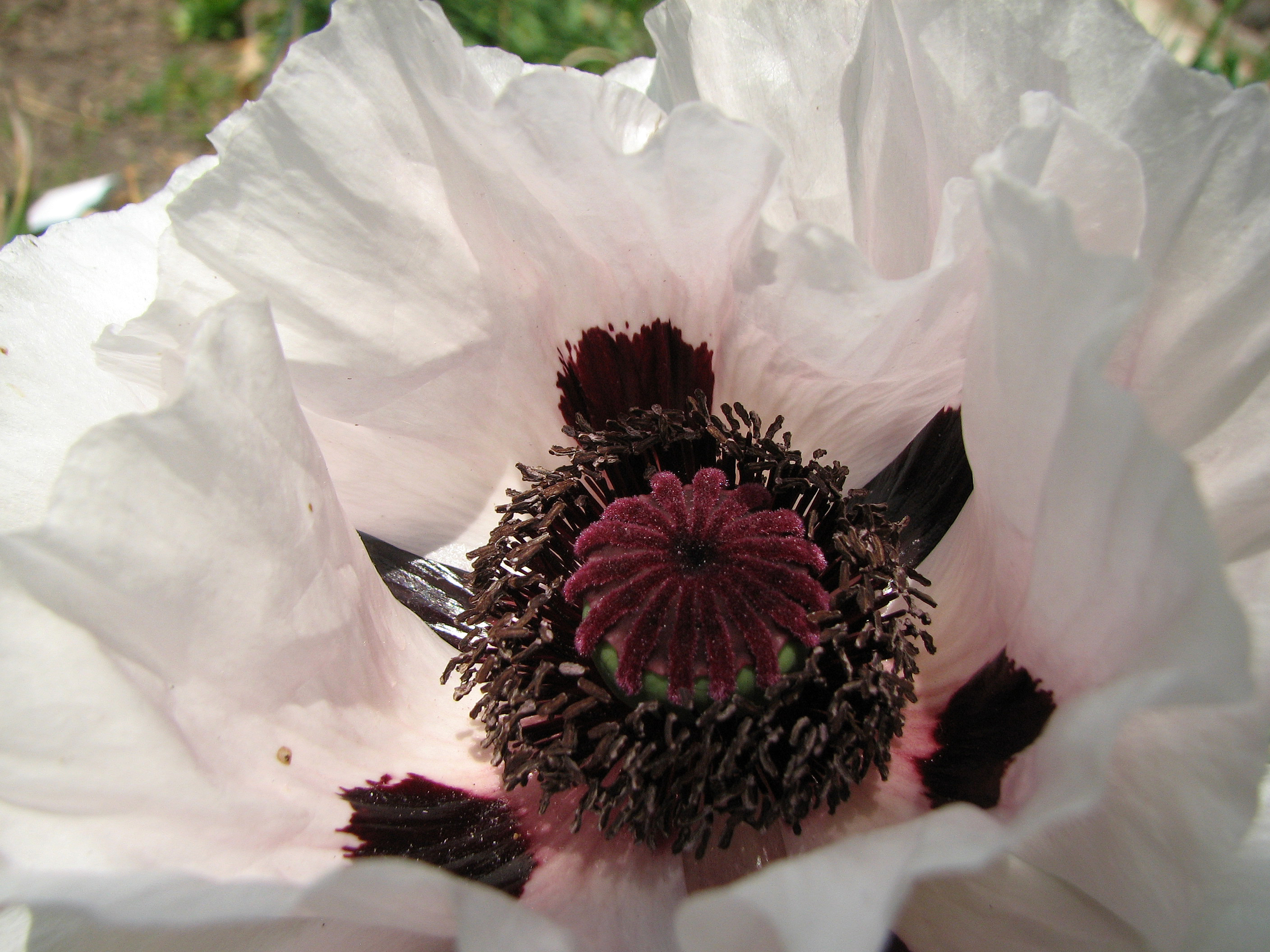 Türkischer Mohn
