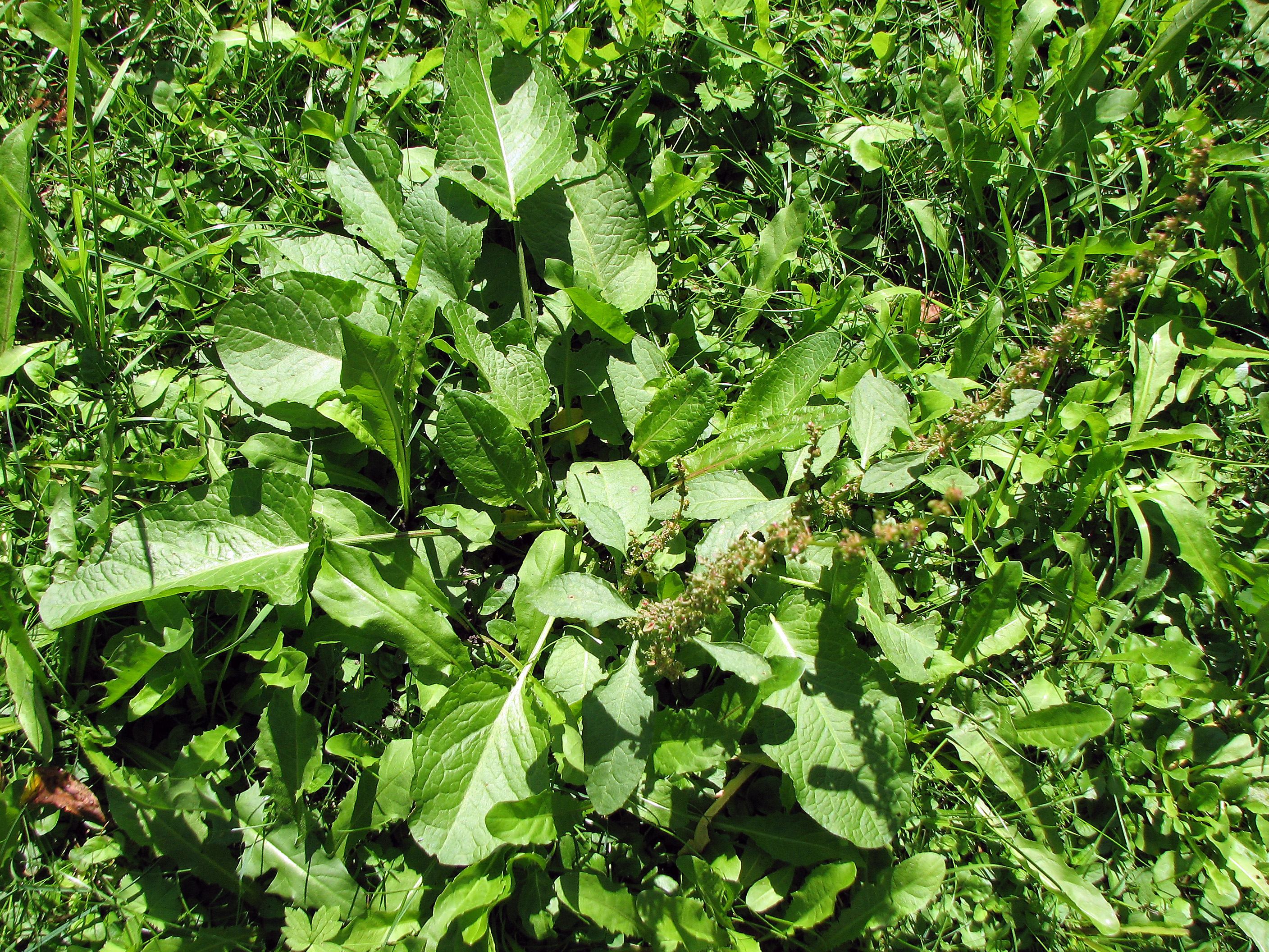 Stumpfblättriger Ampfer