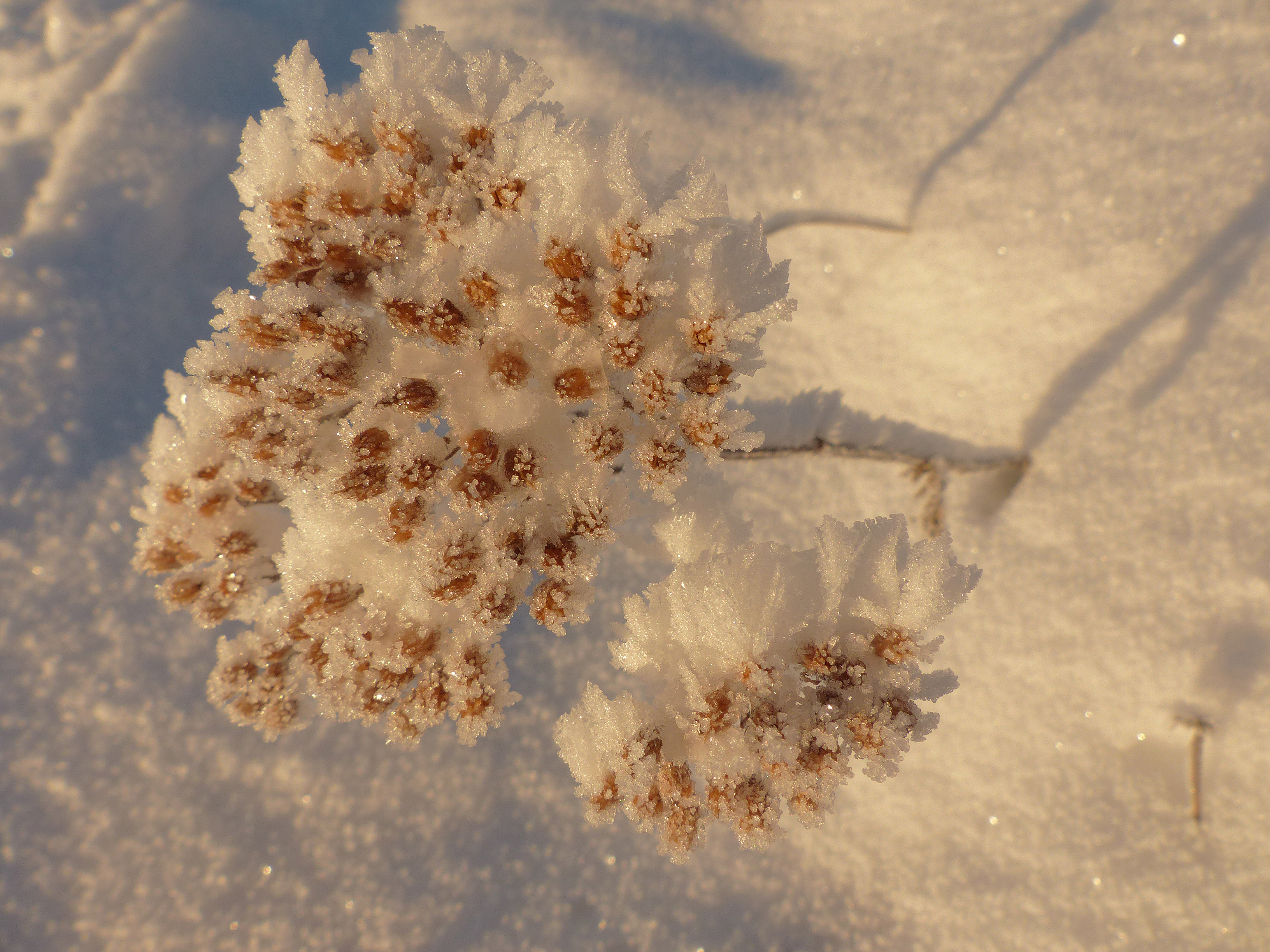 Gewöhnliche Schafgarbe