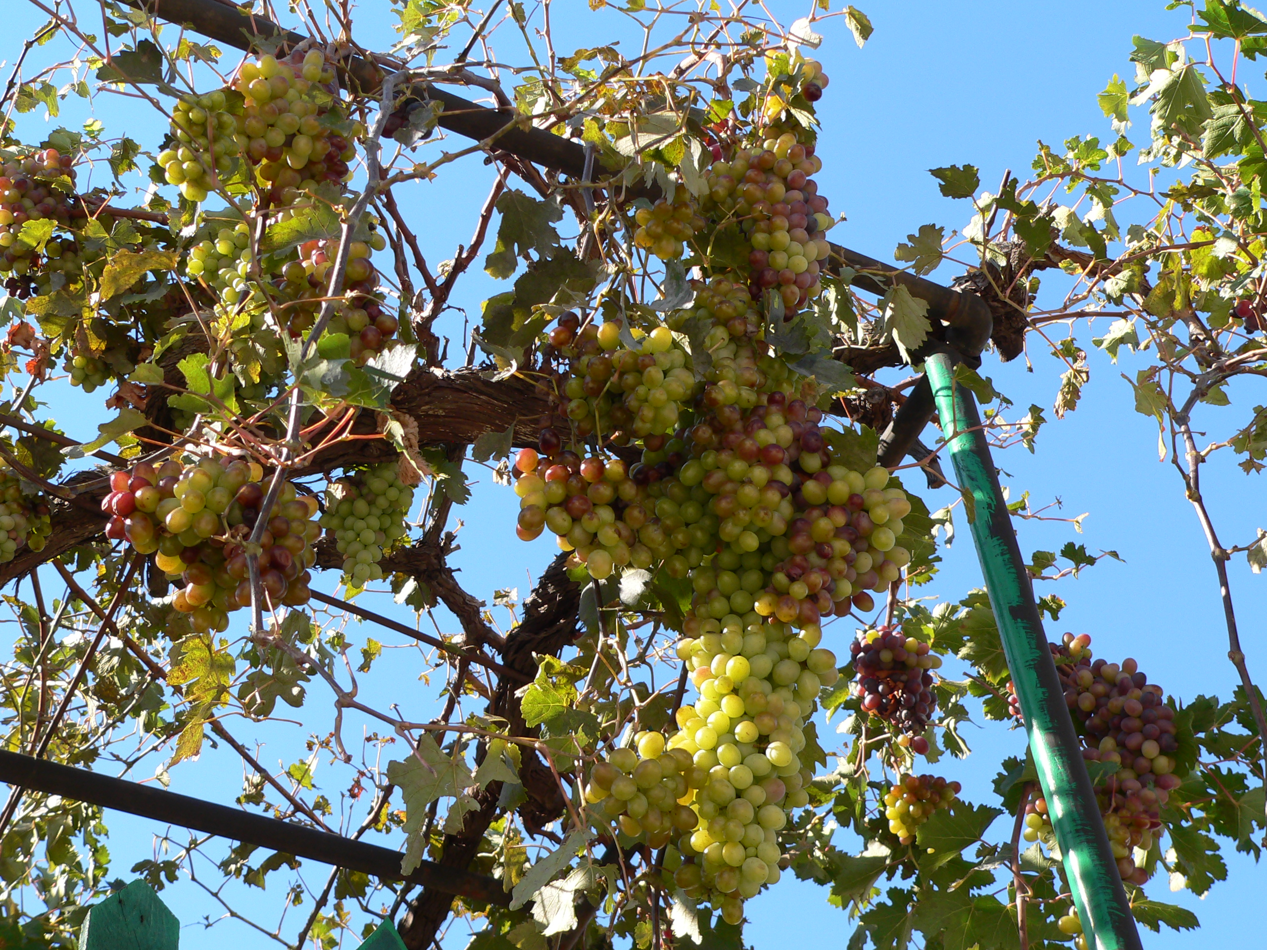 Weinrebe