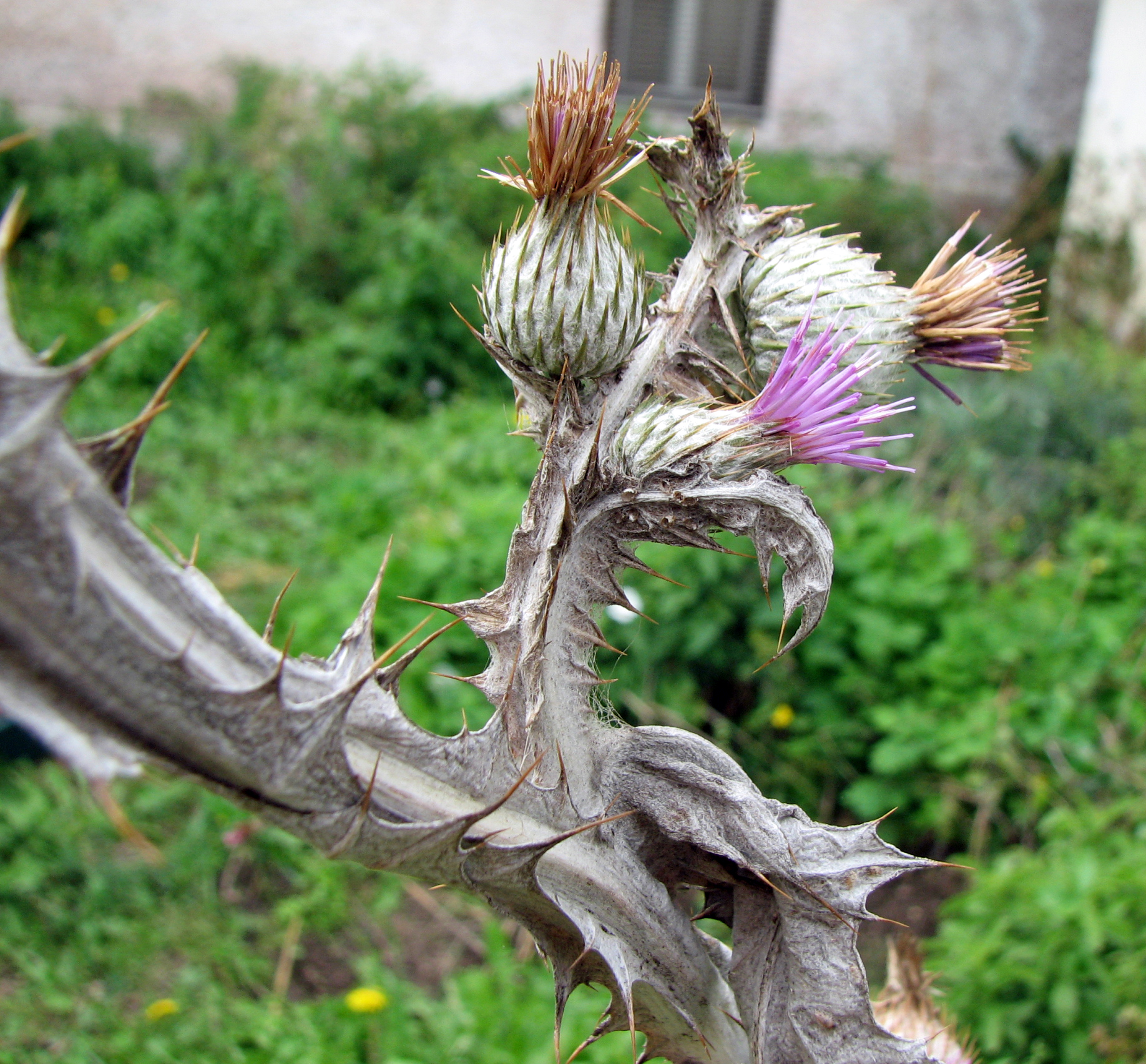 Eselsdistel