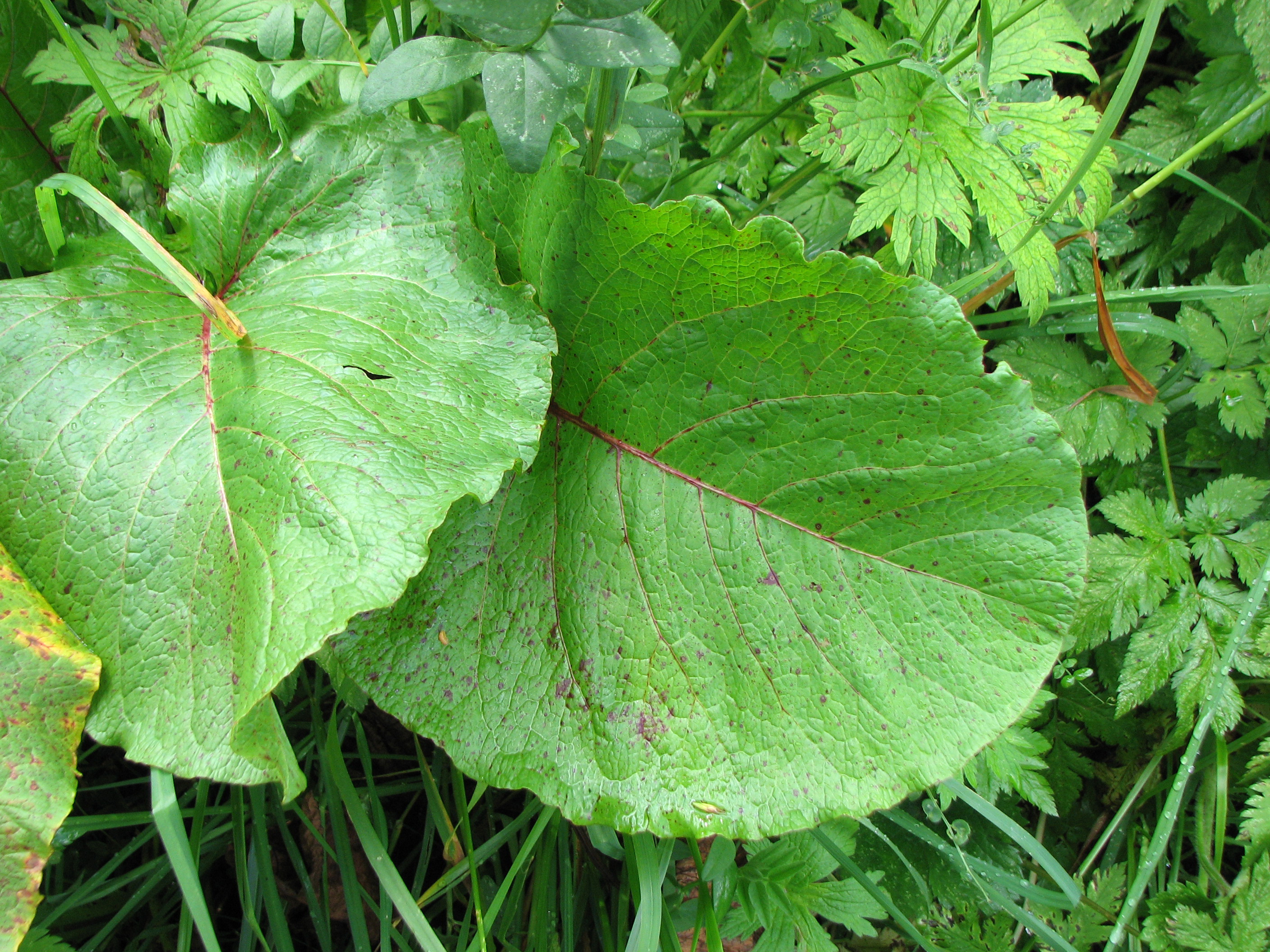 Stumpfblättriger Ampfer
