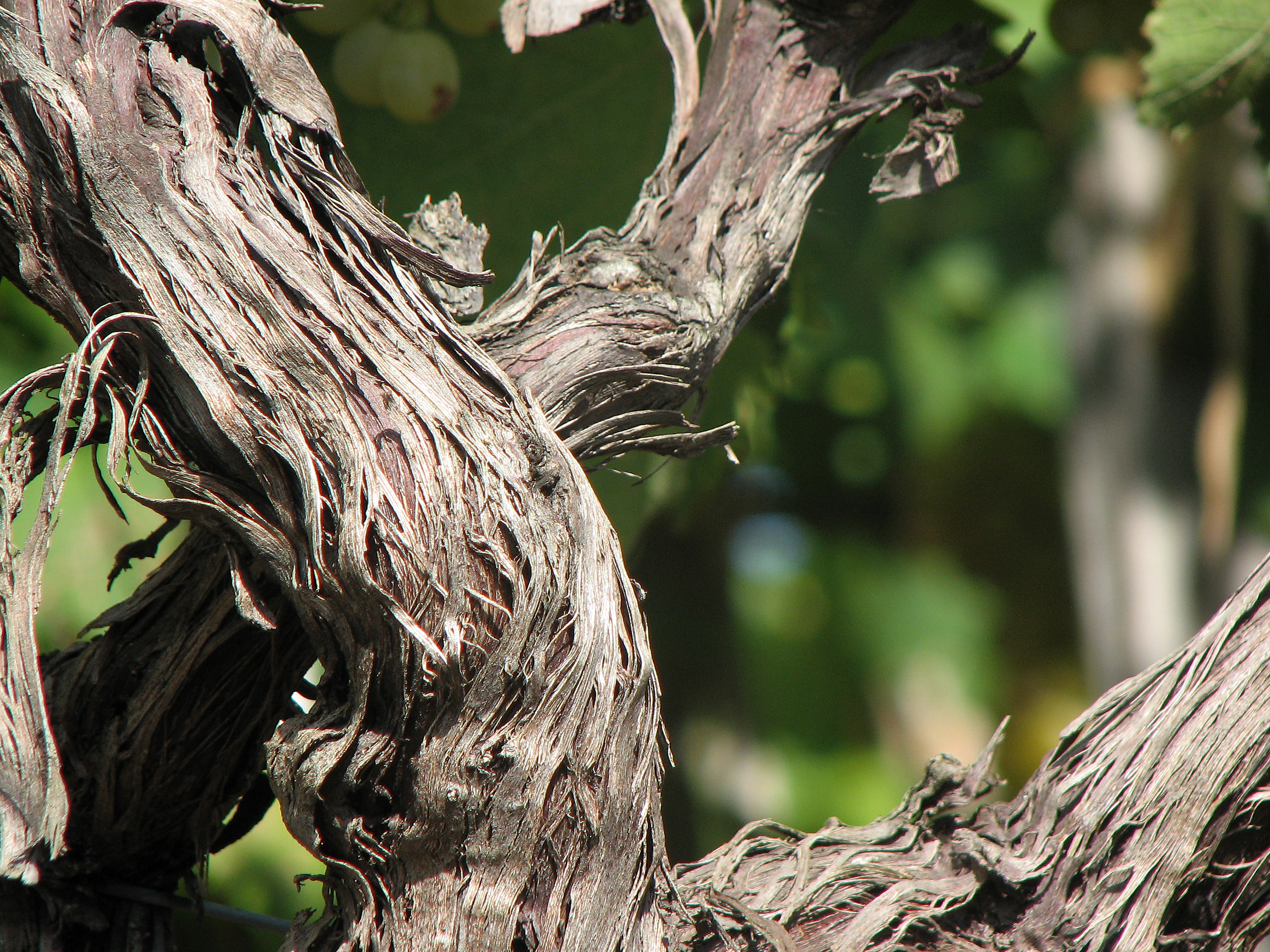 Weinrebe