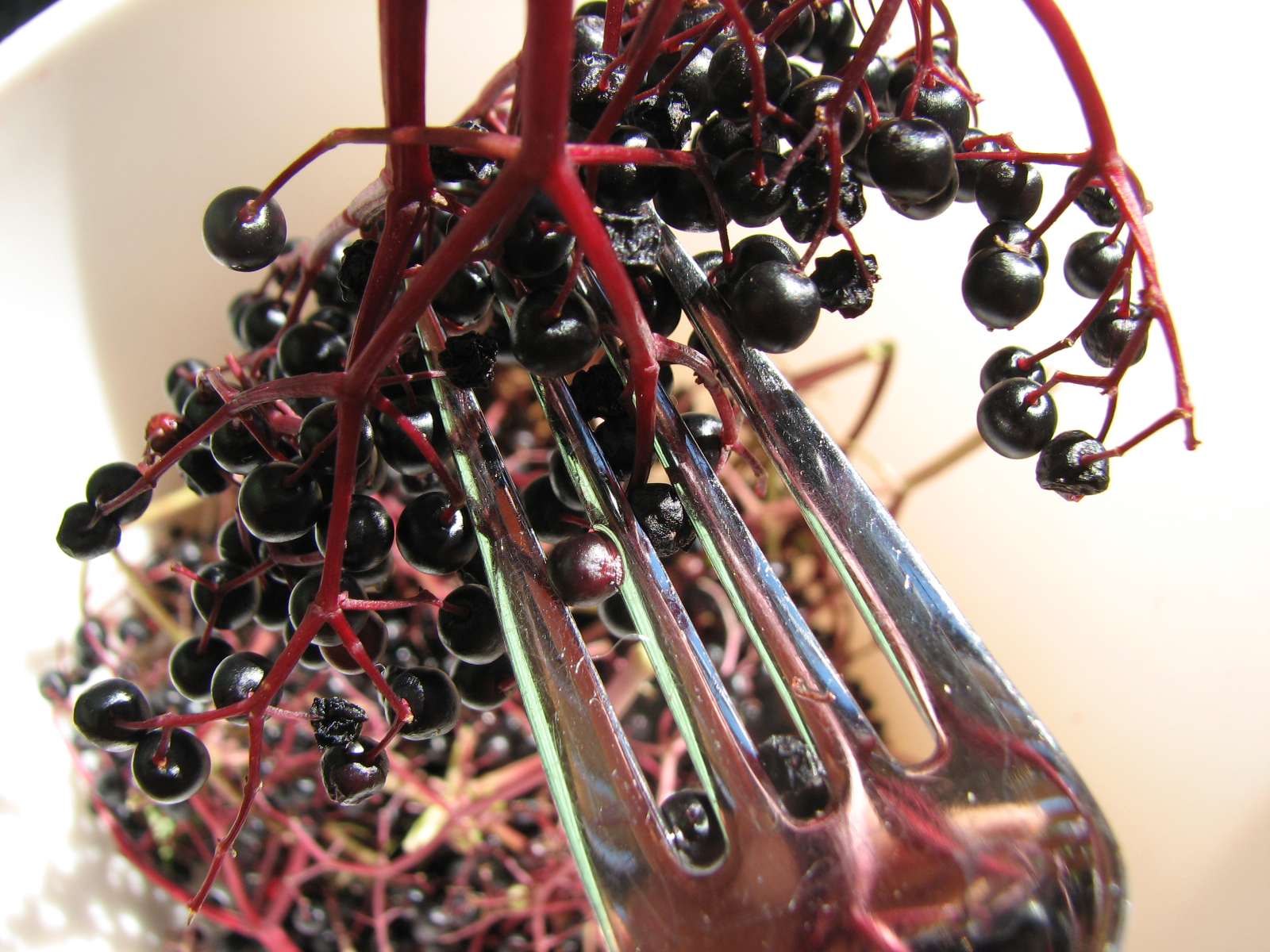 <p>So holt man die Beeren von den Dolden.</p>