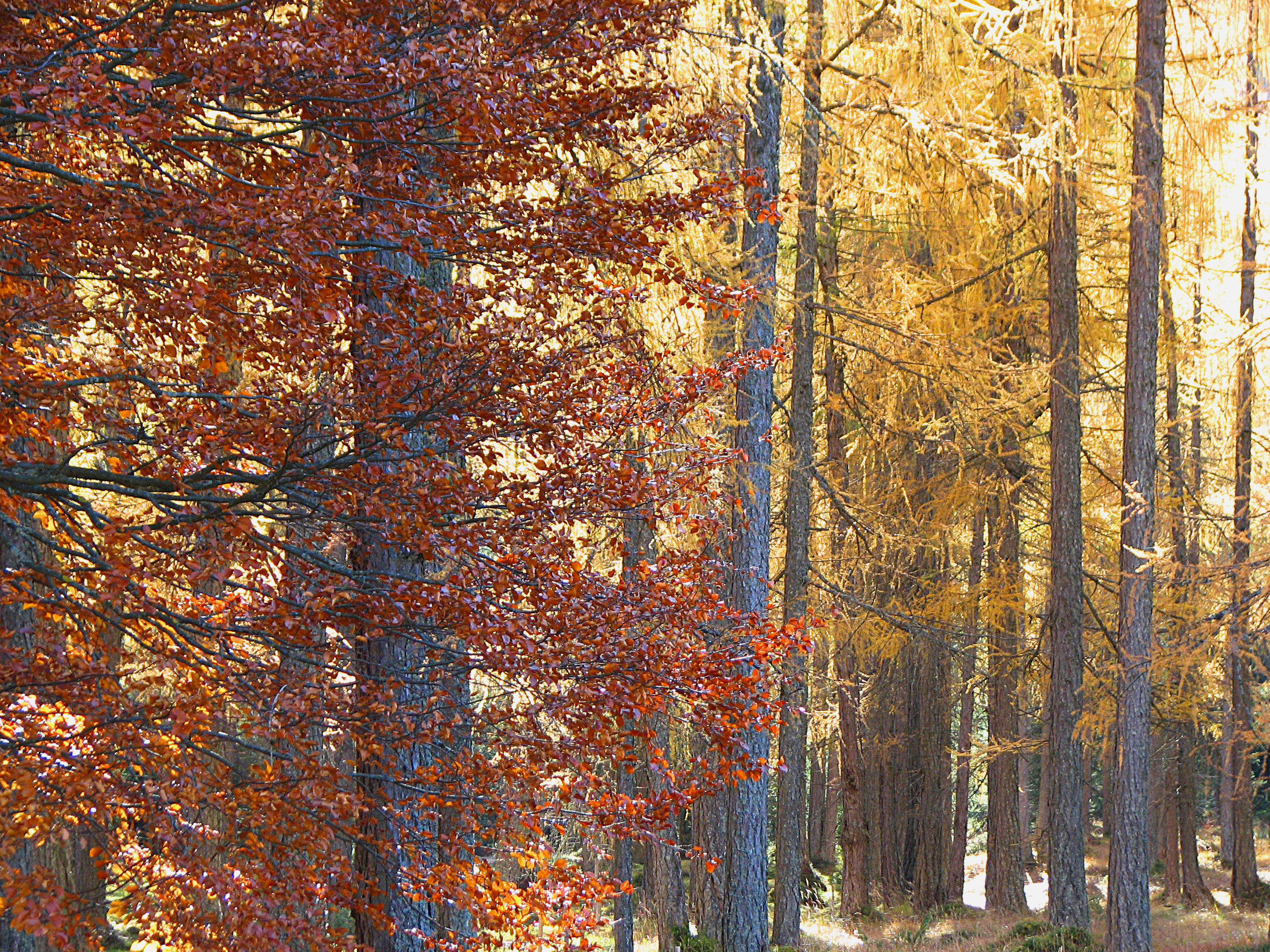 Europäische Lärche