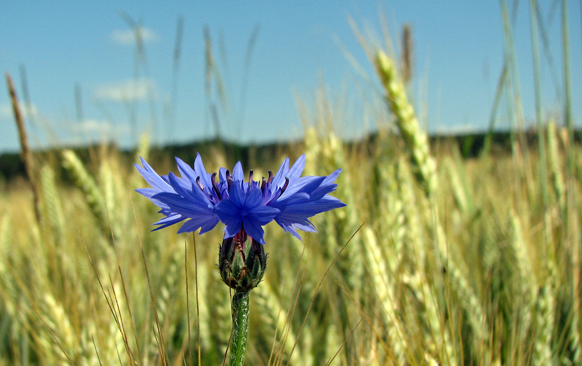 Kornblume