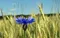 Kornblume