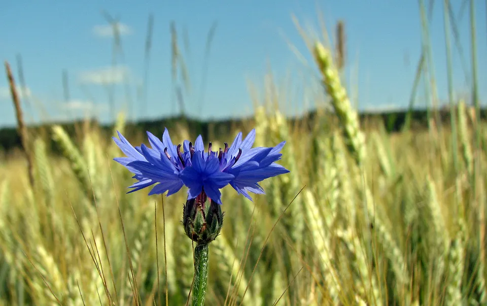 Kornblume