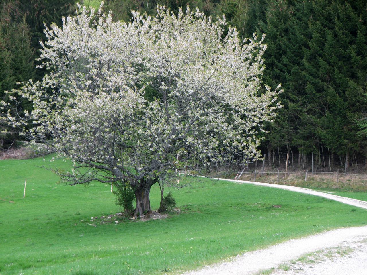 Vogelkirsche