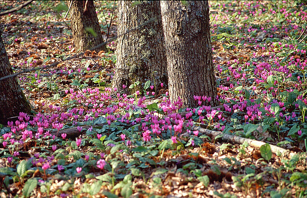 Geschweiftblättriges Alpenveilchen