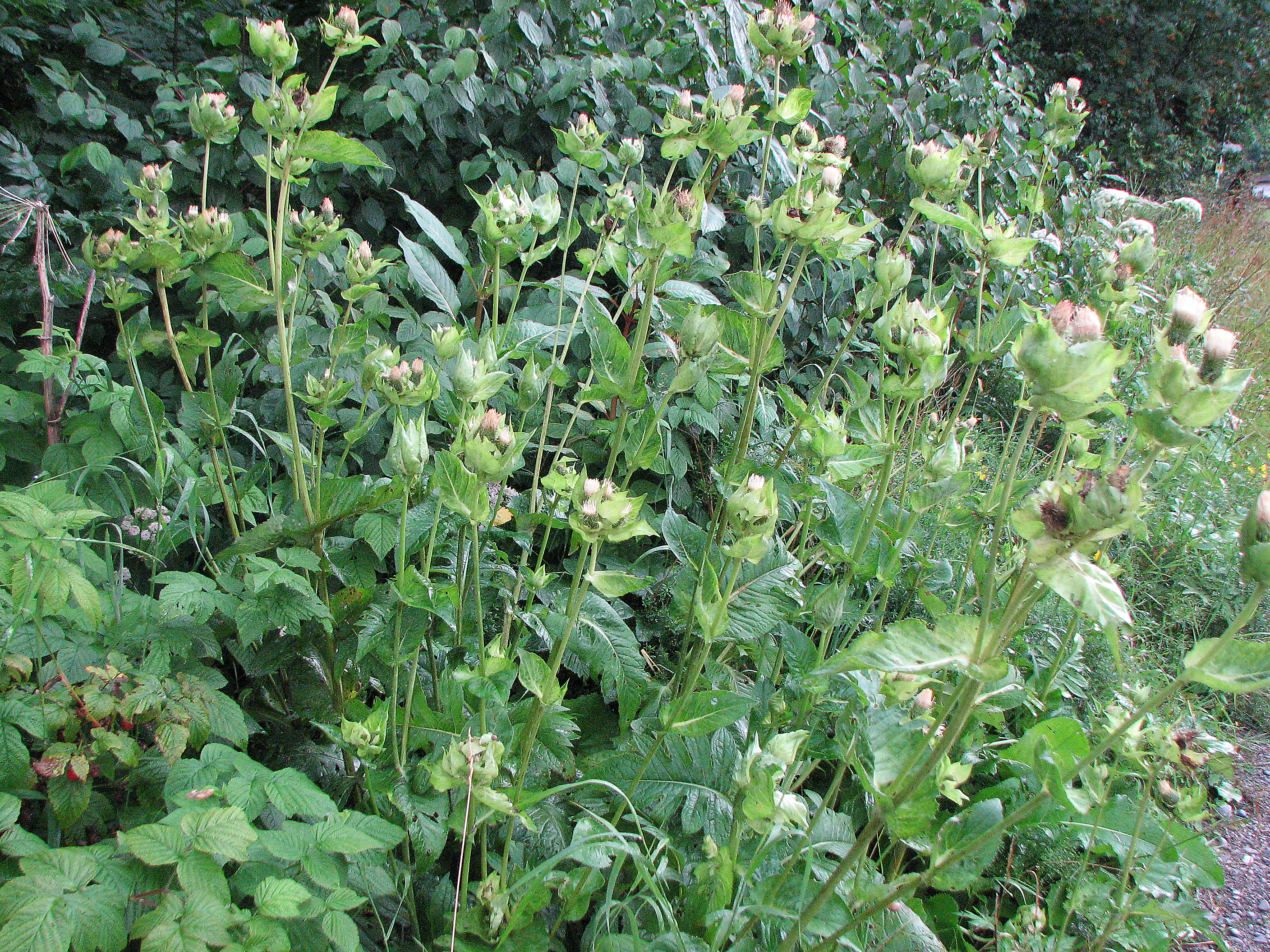 Kohlkratzdistel