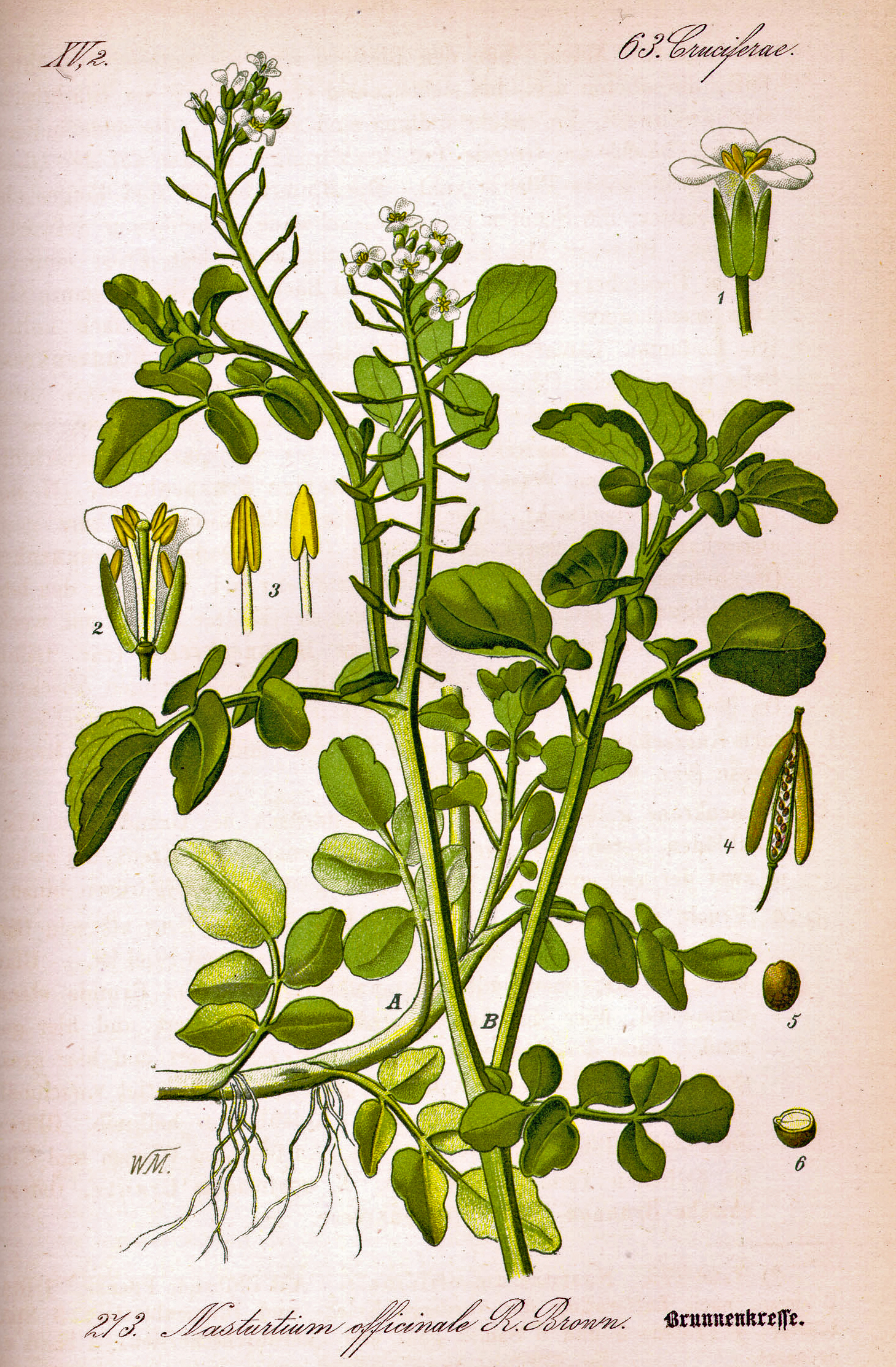Echte Brunnenkresse