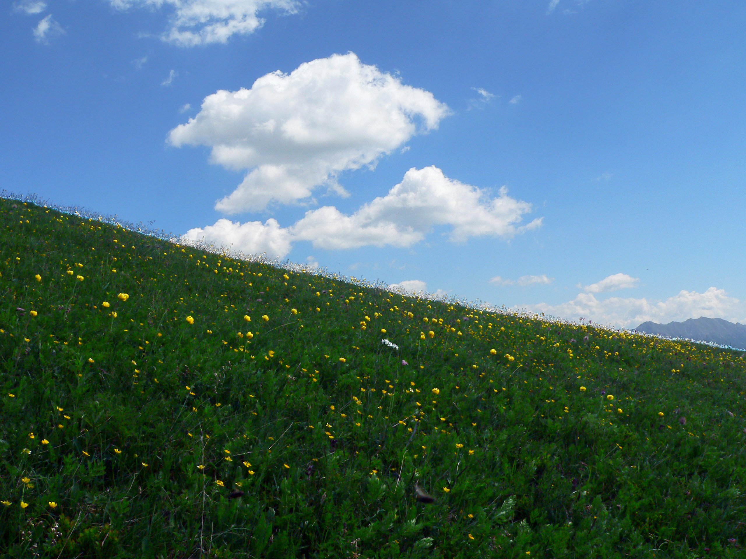 Trollblume