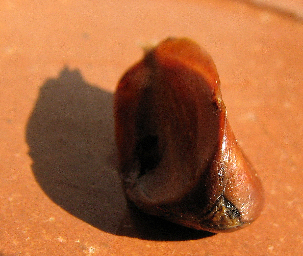 Rotbuche