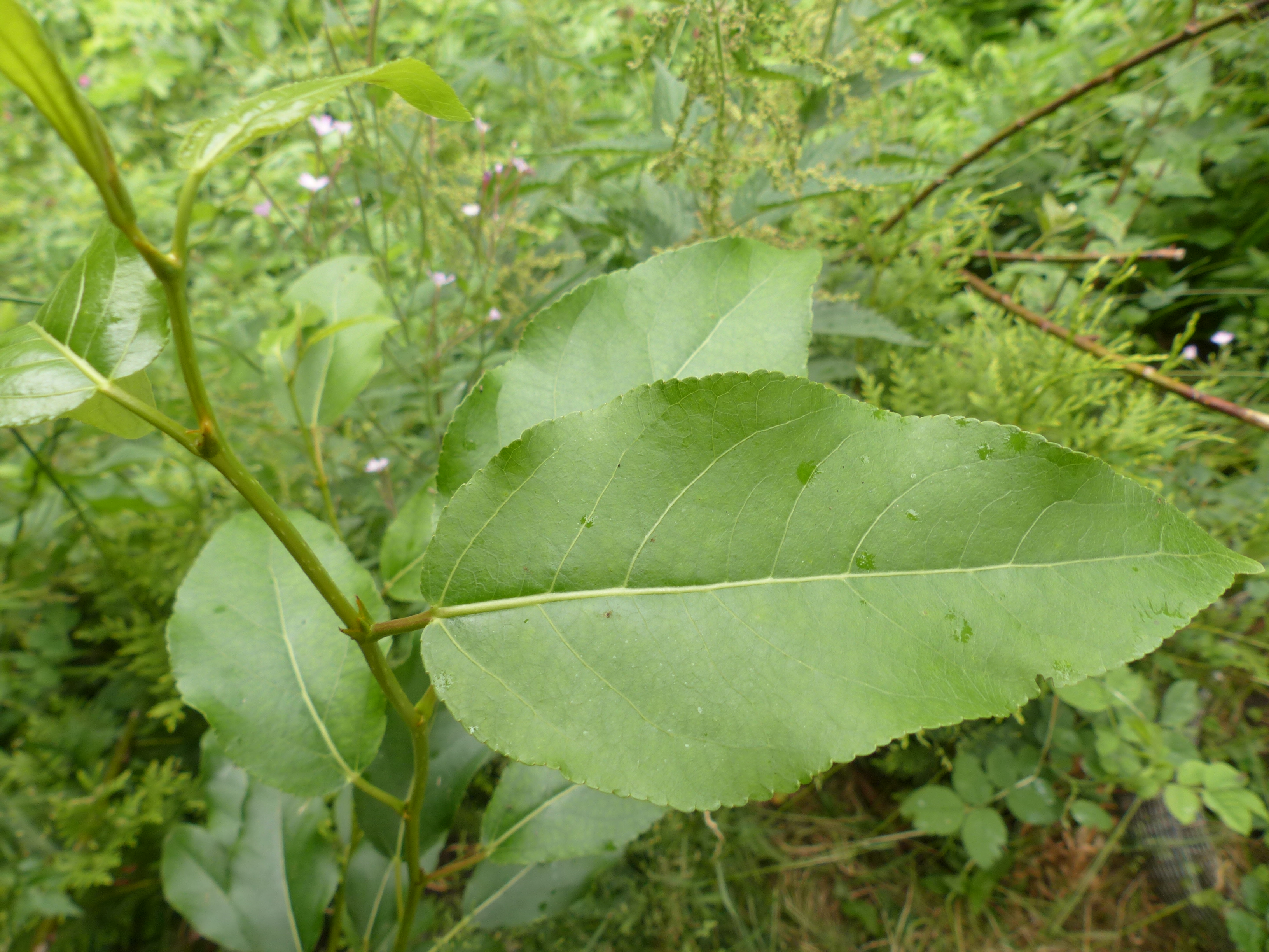 Lungauer Balsampappel