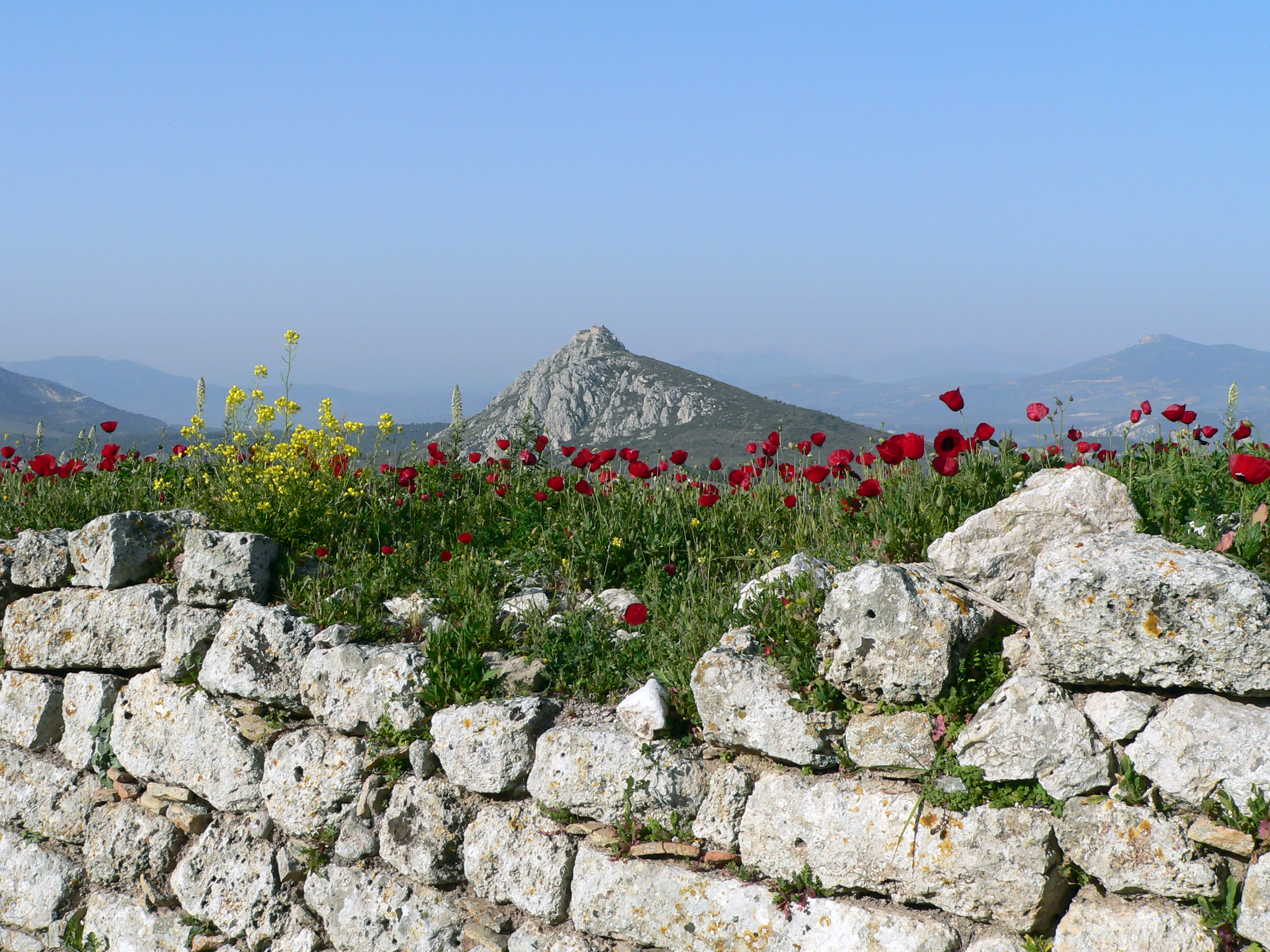Klatschmohn