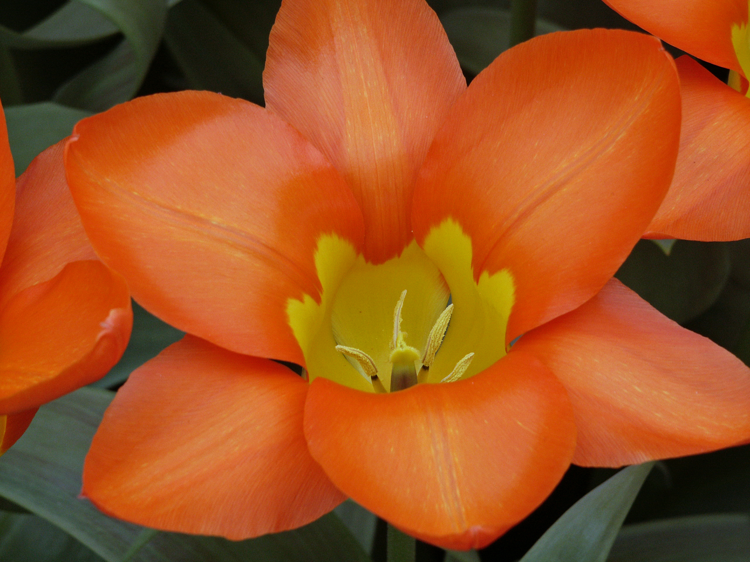 Botanische Tulpen