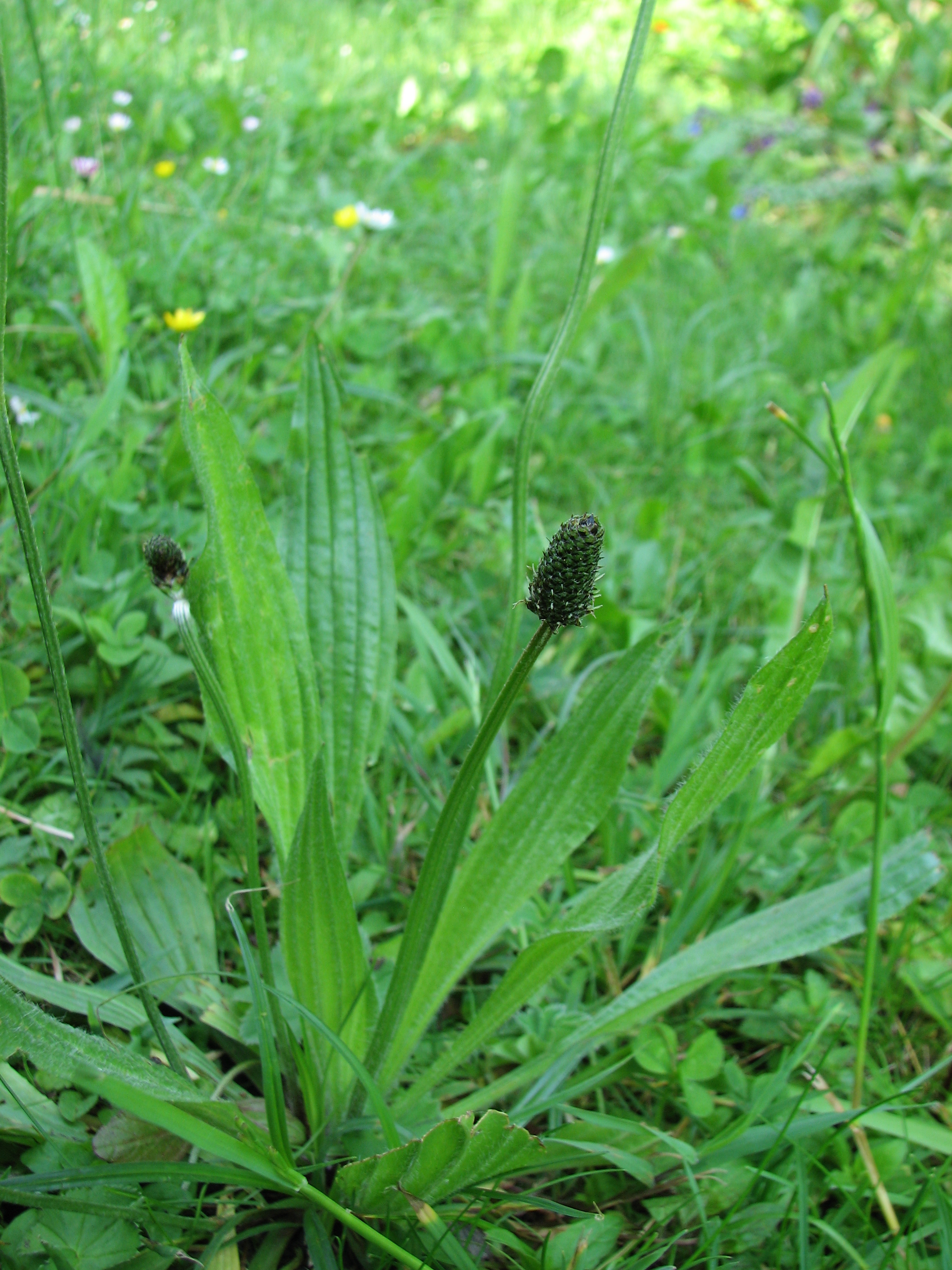 Spitzwegerich
