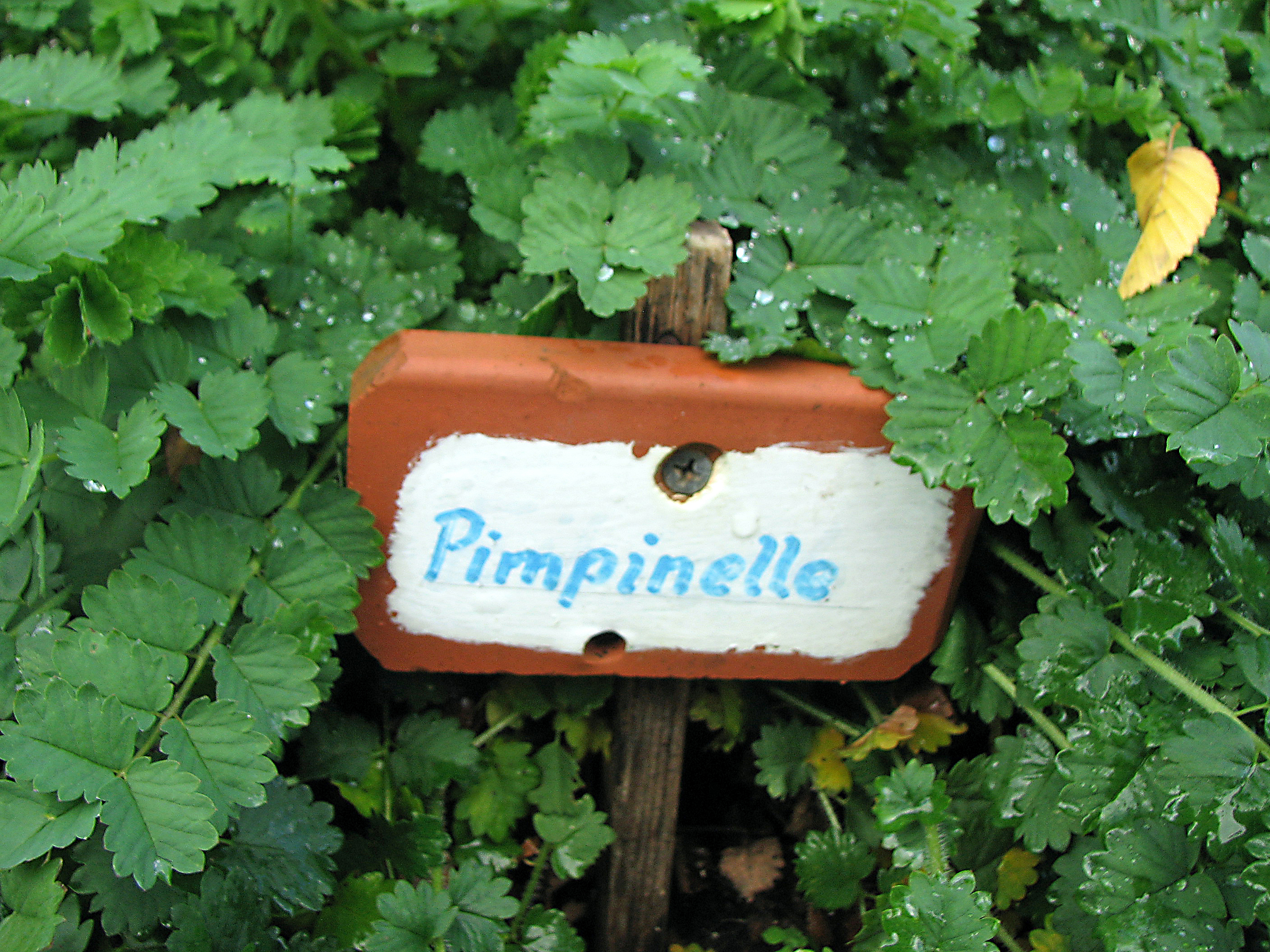 Kleiner Wiesenknopf