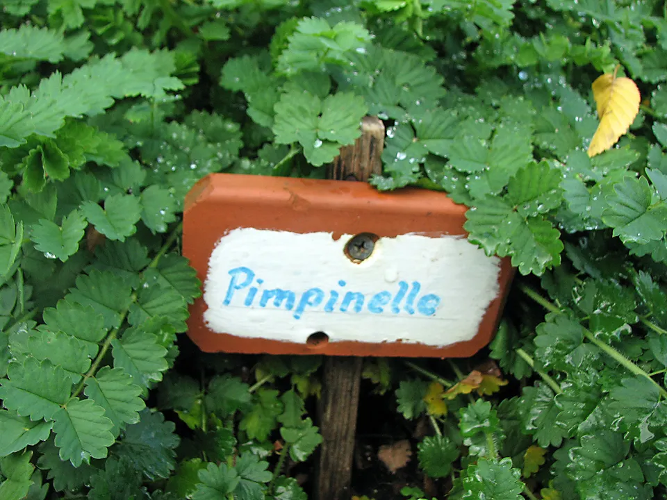 Kleiner Wiesenknopf