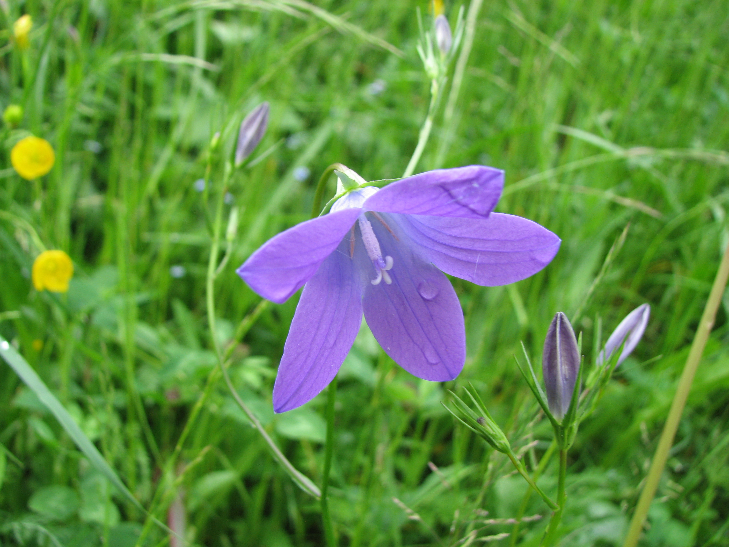 Wiesenglockenblume
