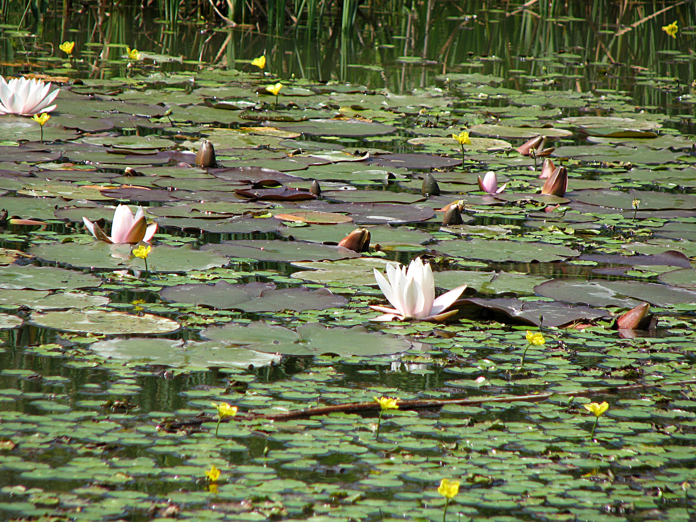 Seerose