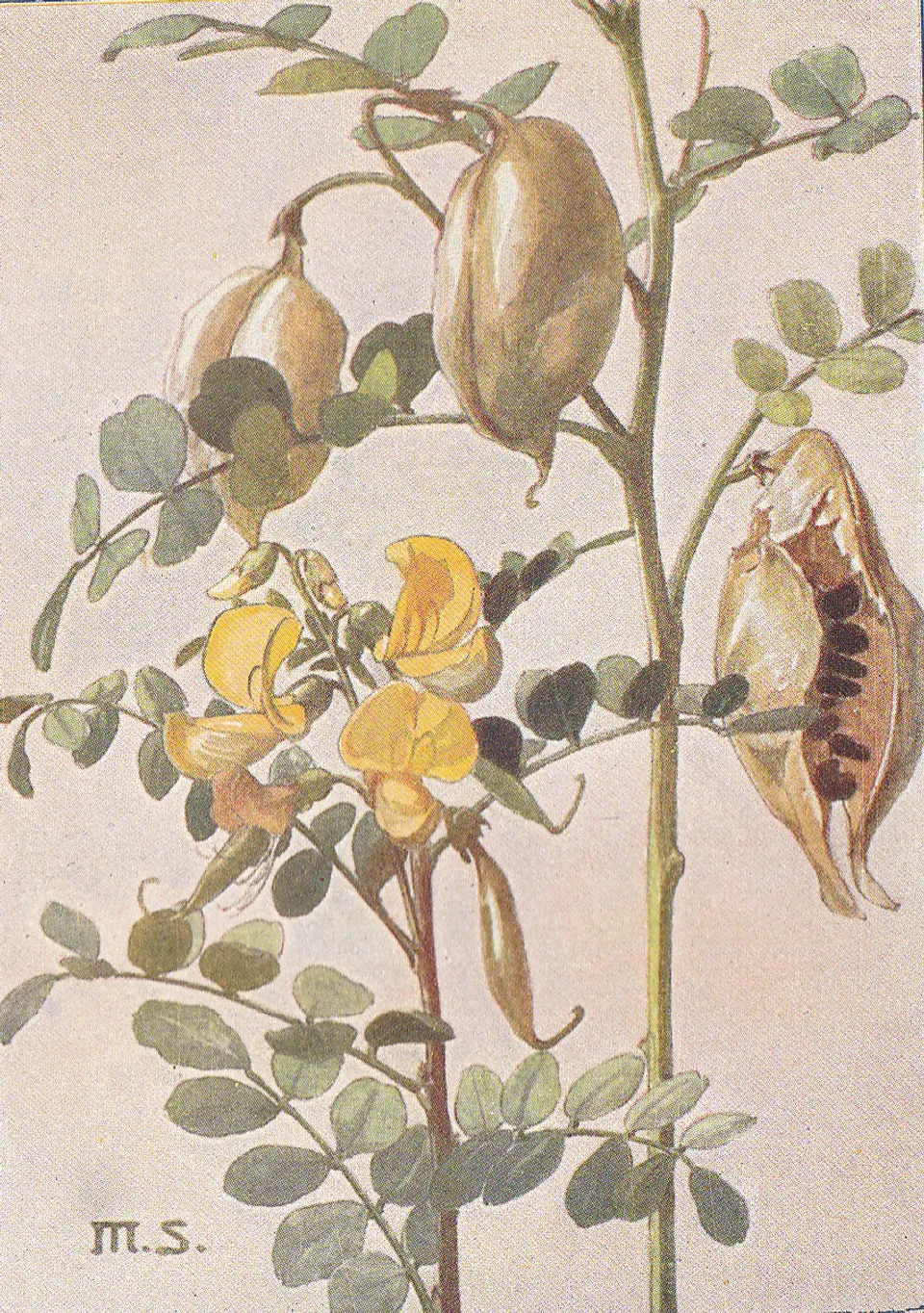 Gelber Blasenstrauch