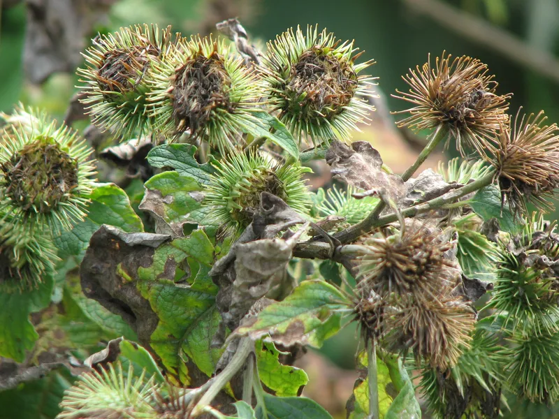 Kaiserliche Wildpflanzen