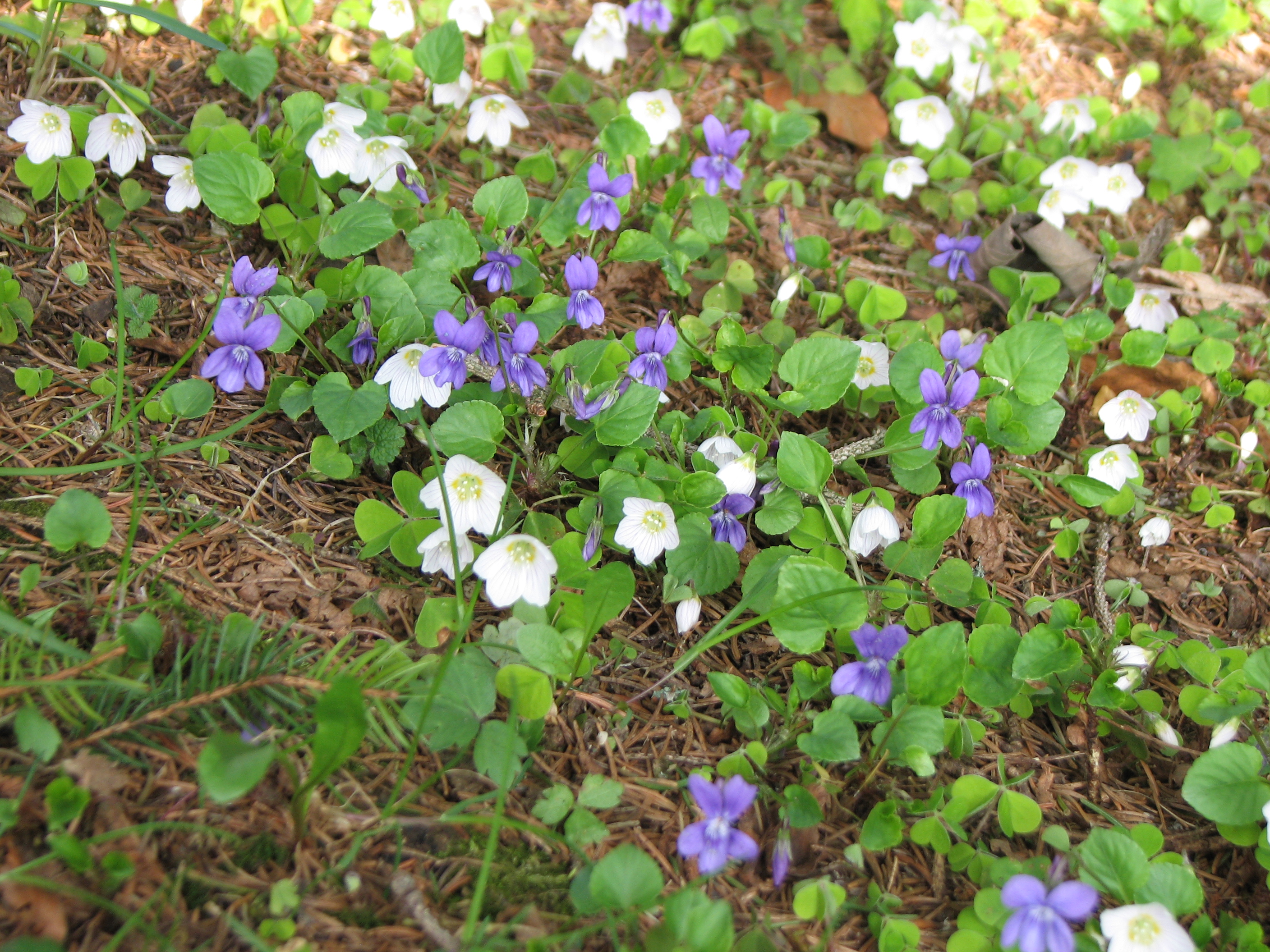 Waldveilchen