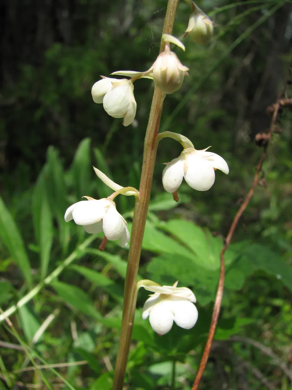 Rundblättriges Wintergrün