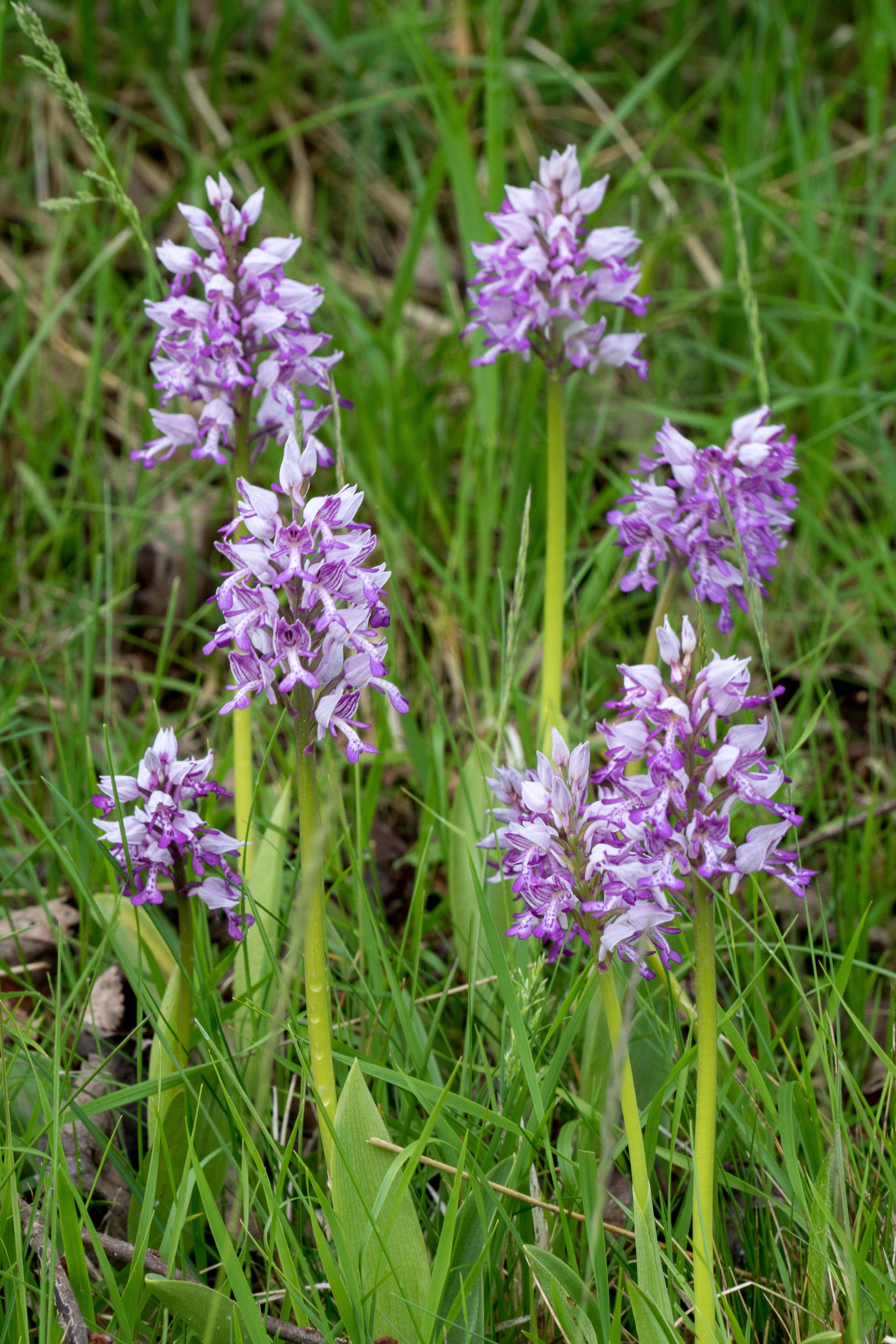 Helmknabenkraut