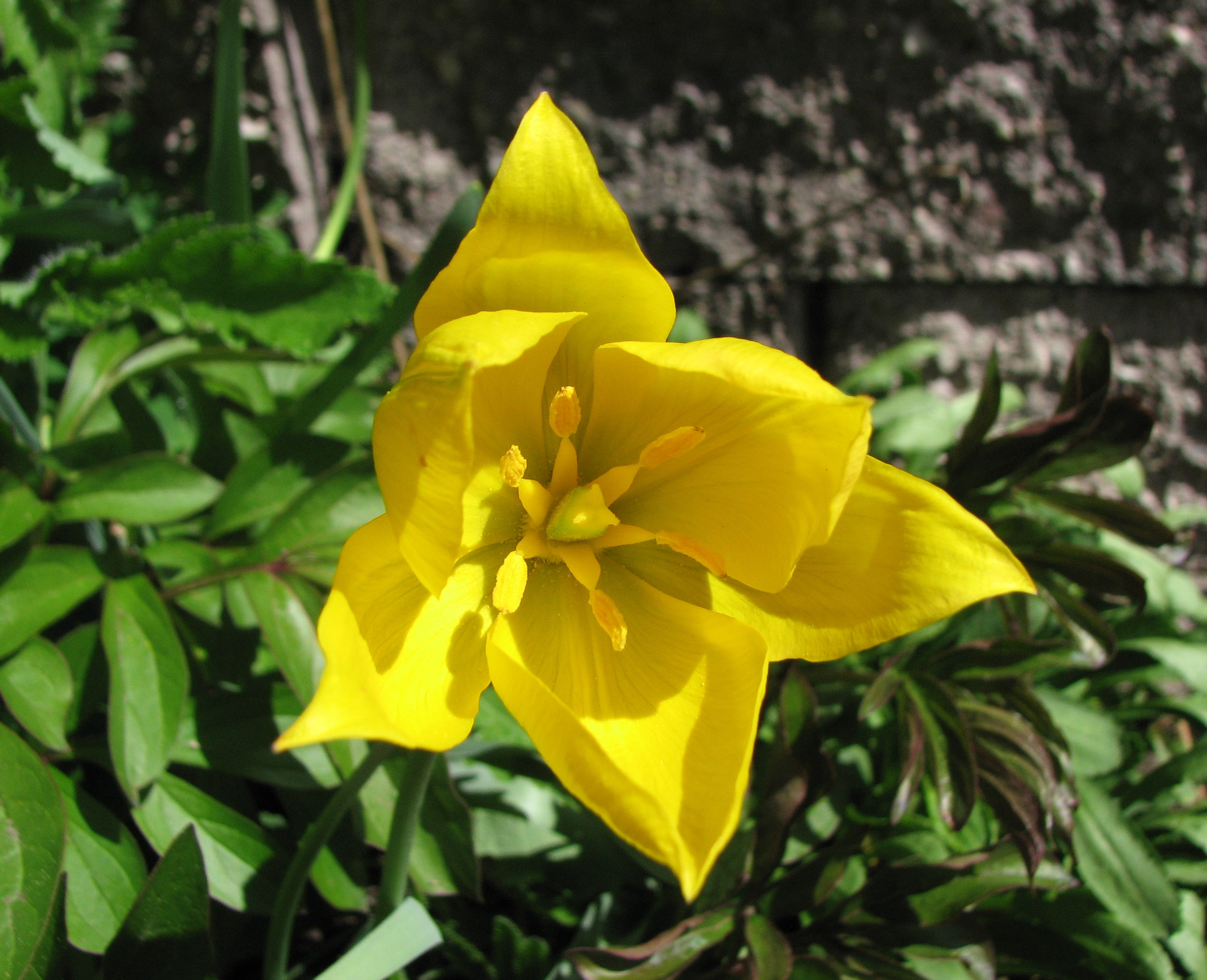 Weinbergtulpe