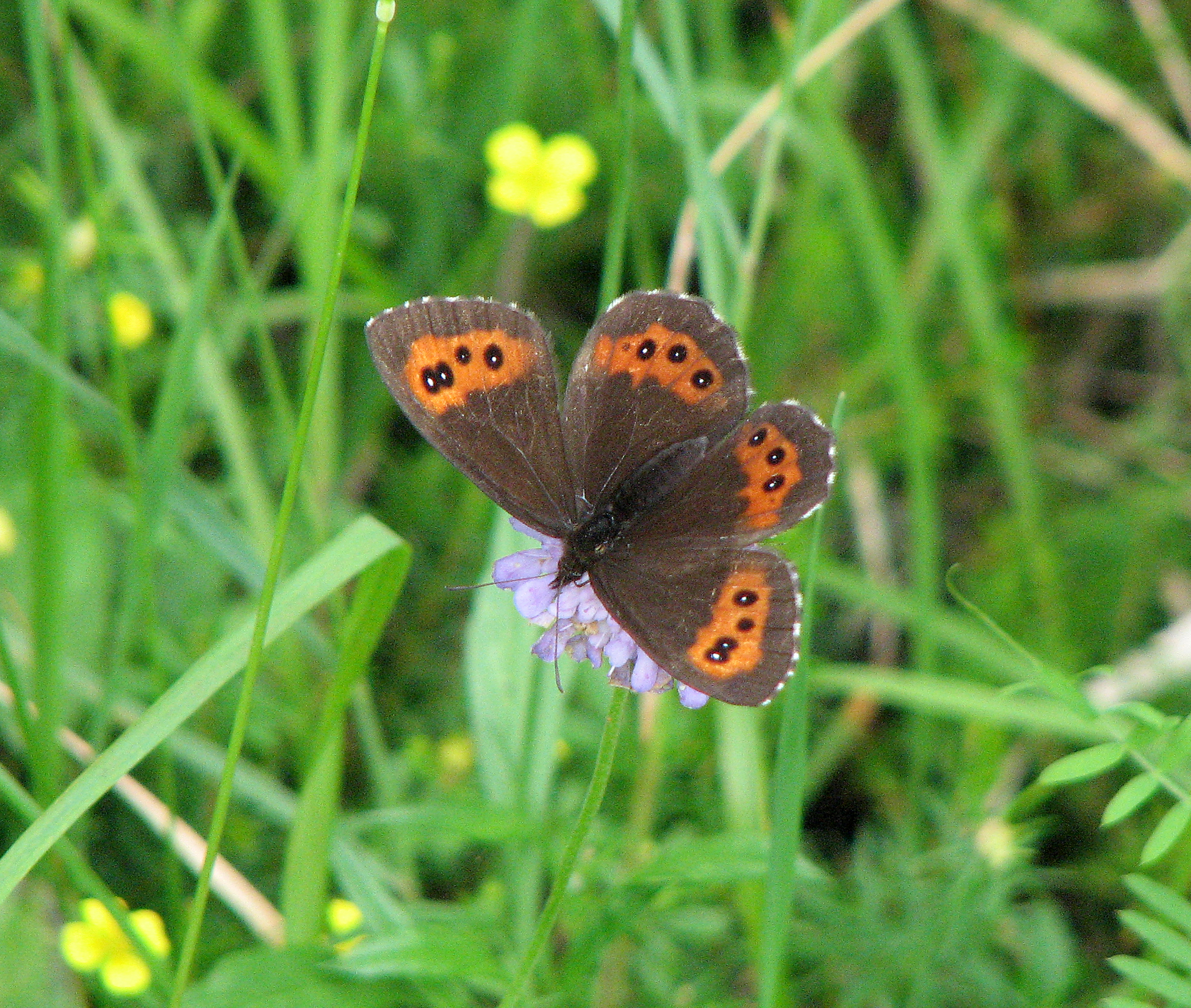 Wiesenwitwenblume