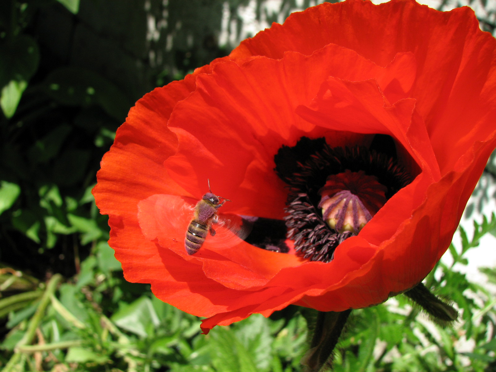 Türkischer Mohn